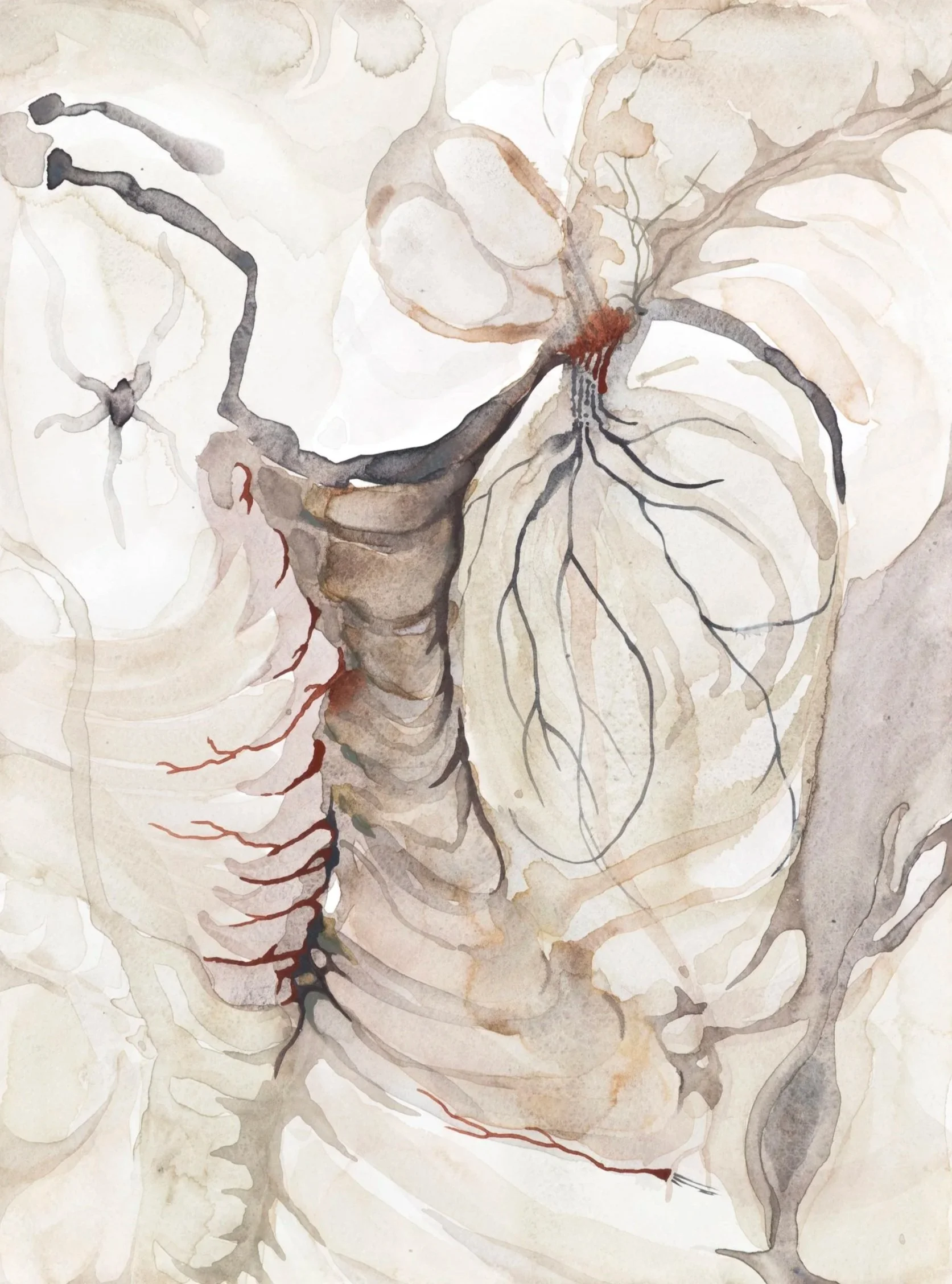 Specimen ||||, 2026. Watercolour on paper — 29.7 x 42 cm