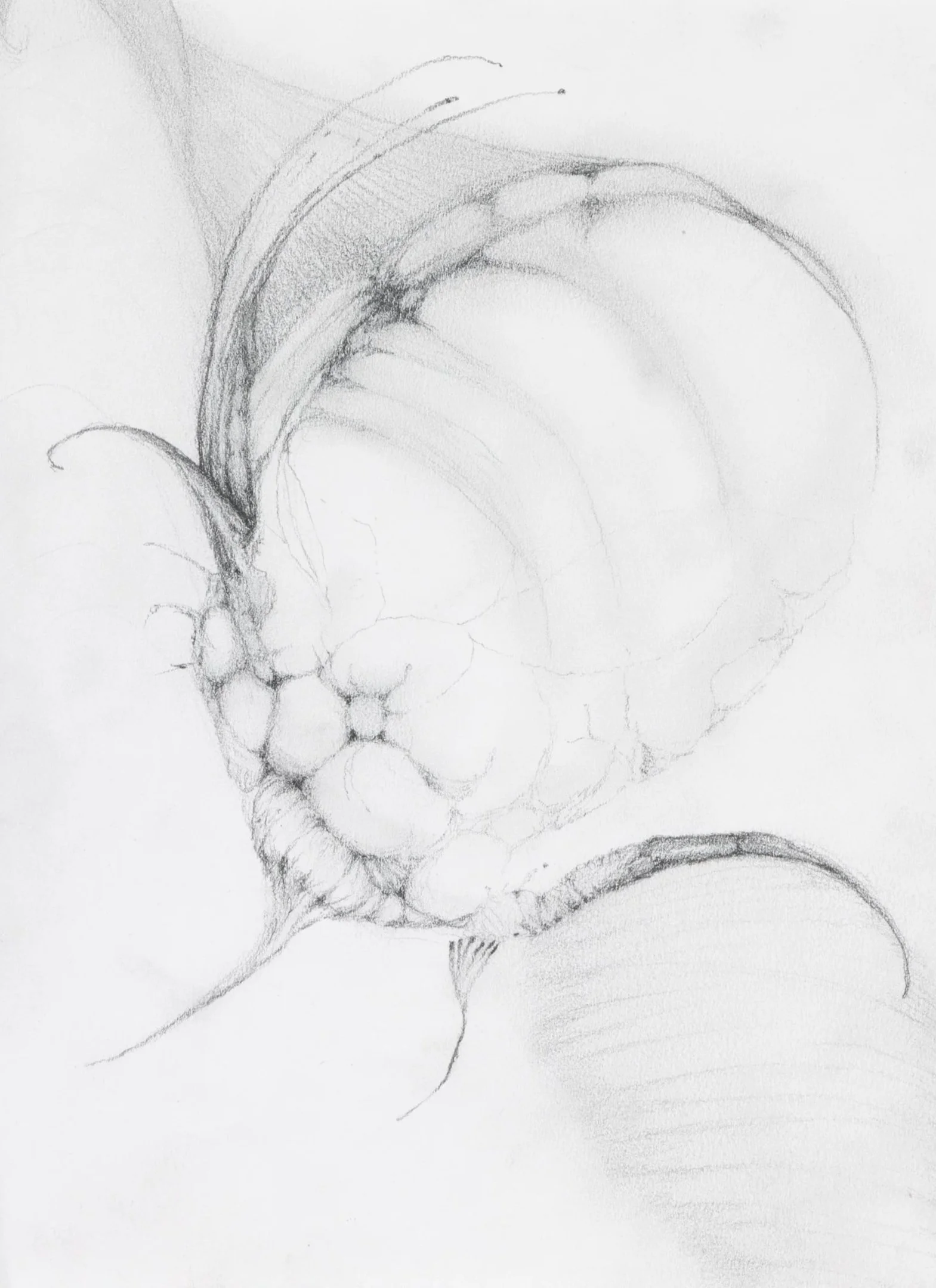 Crystalline, 2026. Pencil on paper — 21 x 14.8 cm