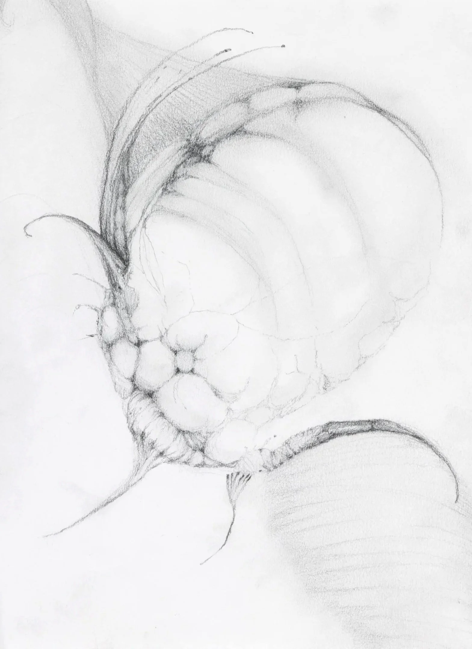 Crystalline, 2026. Pencil on paper — 21 x 14.8 cm