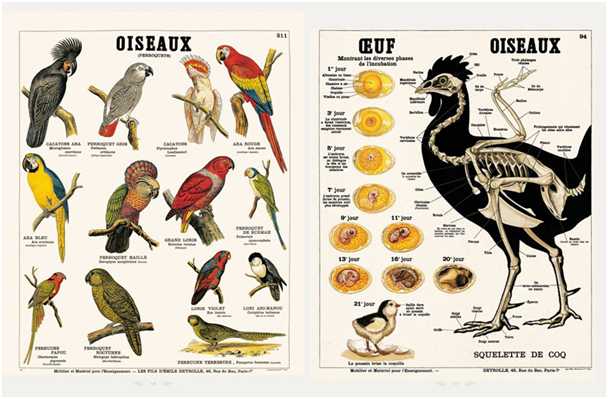 Deyrolle-birds-poster.png