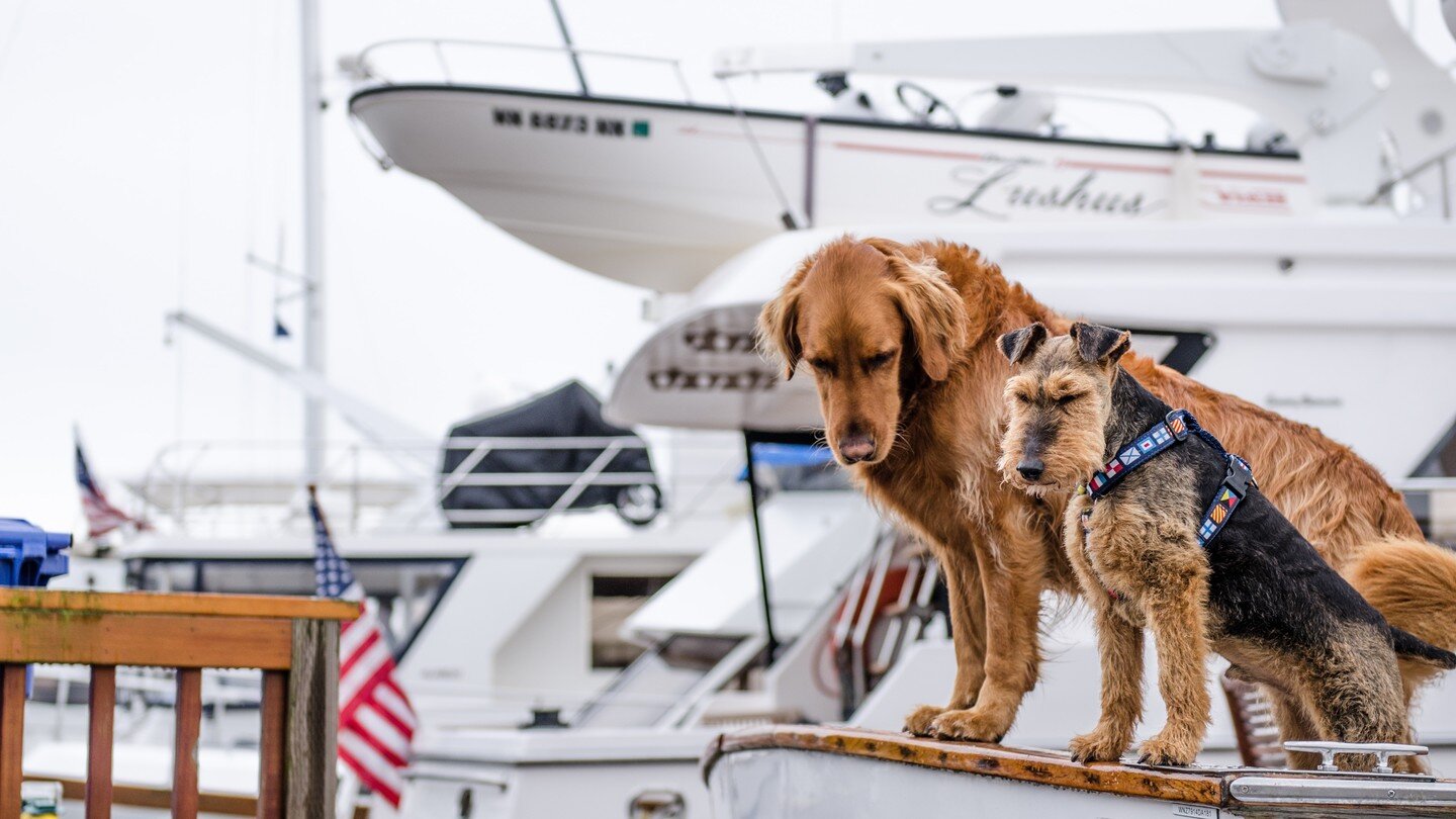 Boat detailing is a crucial part of boat maintenance that should not be overlooked. 

As a boat owner, you understand the importance of keeping your vessel in top condition, and regular detailing is a key part of that. 

Check out our latest blog pos