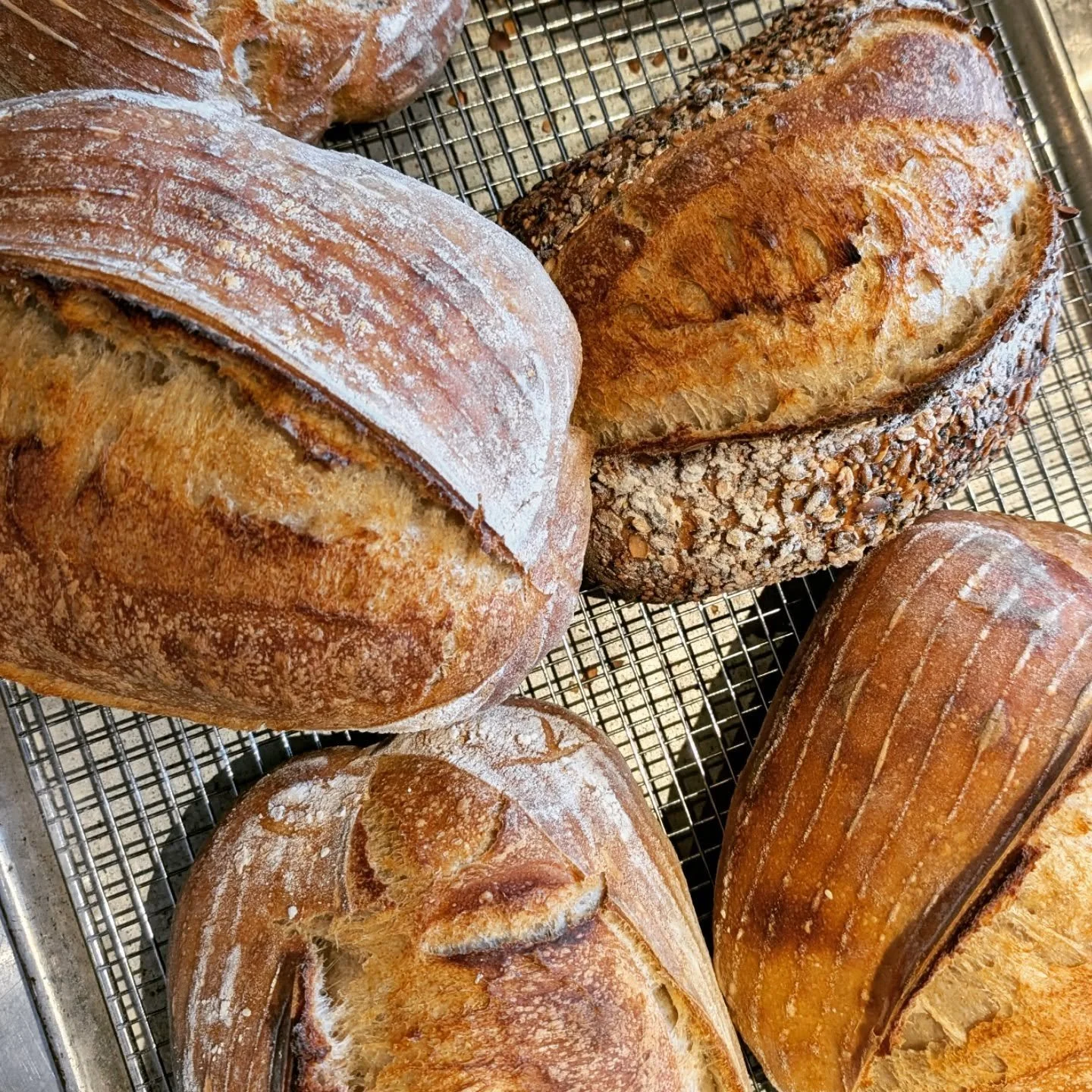 It's dress rehearsal for our new bread oven. Today we made our Ancient Grains sourdough with spelt, rye, and whole wheat flour.