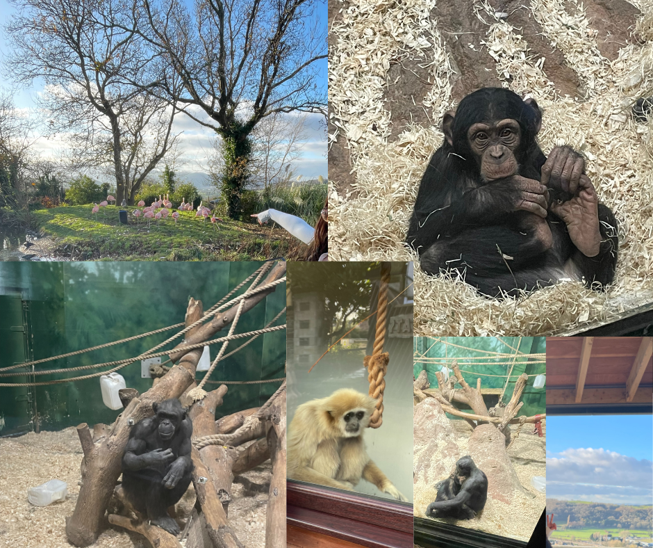 Welsh Zoo FB Post .png