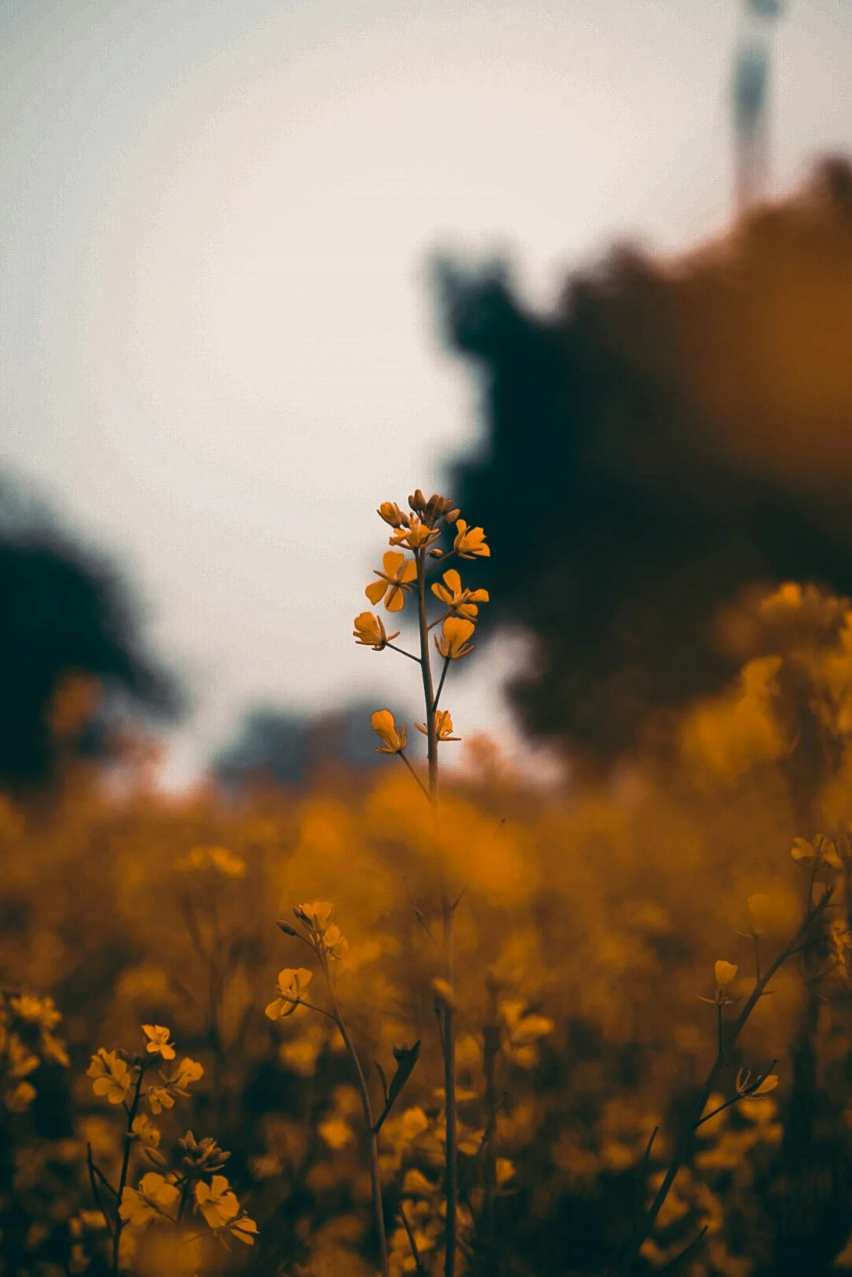 Close-up of a yellow flower in a field with blurred background of more yellow flowers and trees at sunset.