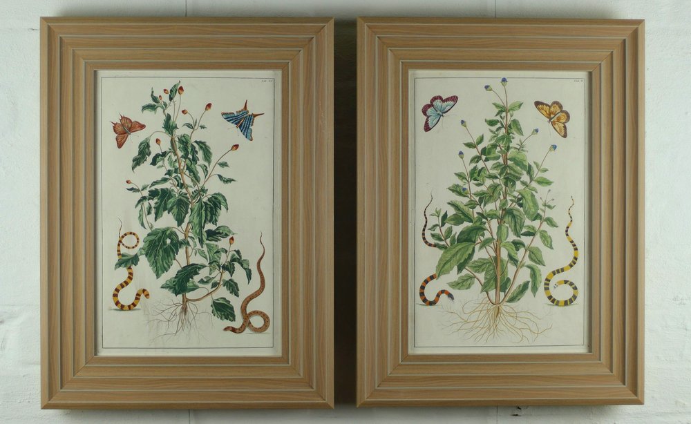 Pair of fine coloured engravings from Alertus Seba's Locupletissimi...