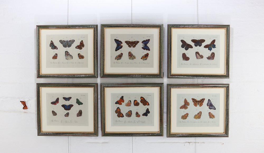 Set of exceptional coloured butterfly engravings from Carl Gustav Jablonsky