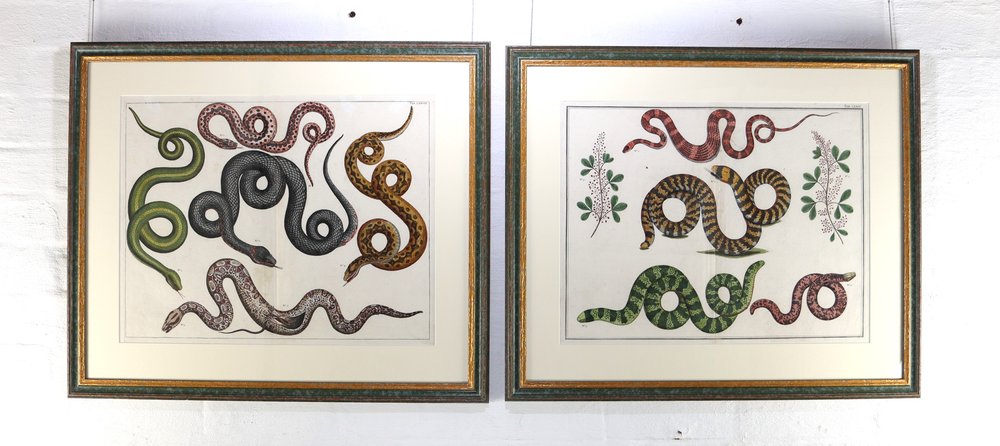 Pair of Albertus Seba coloured serpent engravings (double folio)