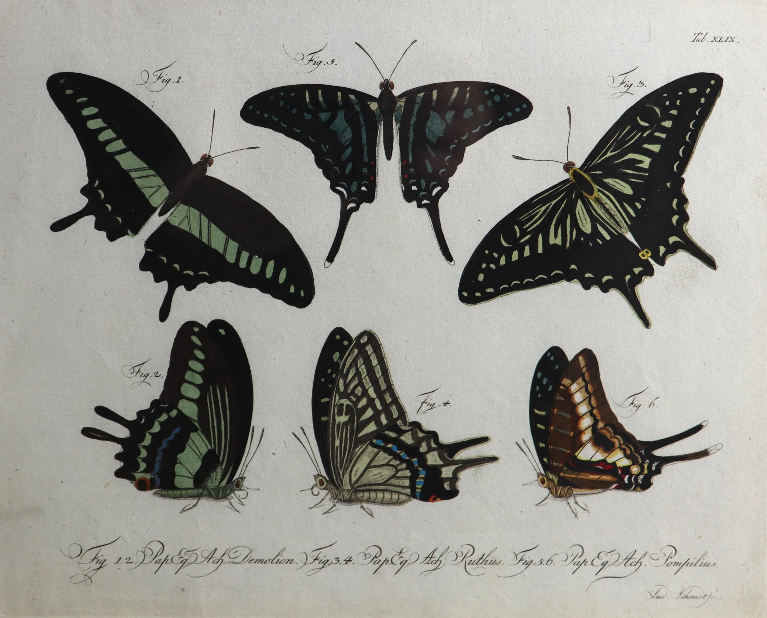 Jablonsky butterfies eight 8.JPG