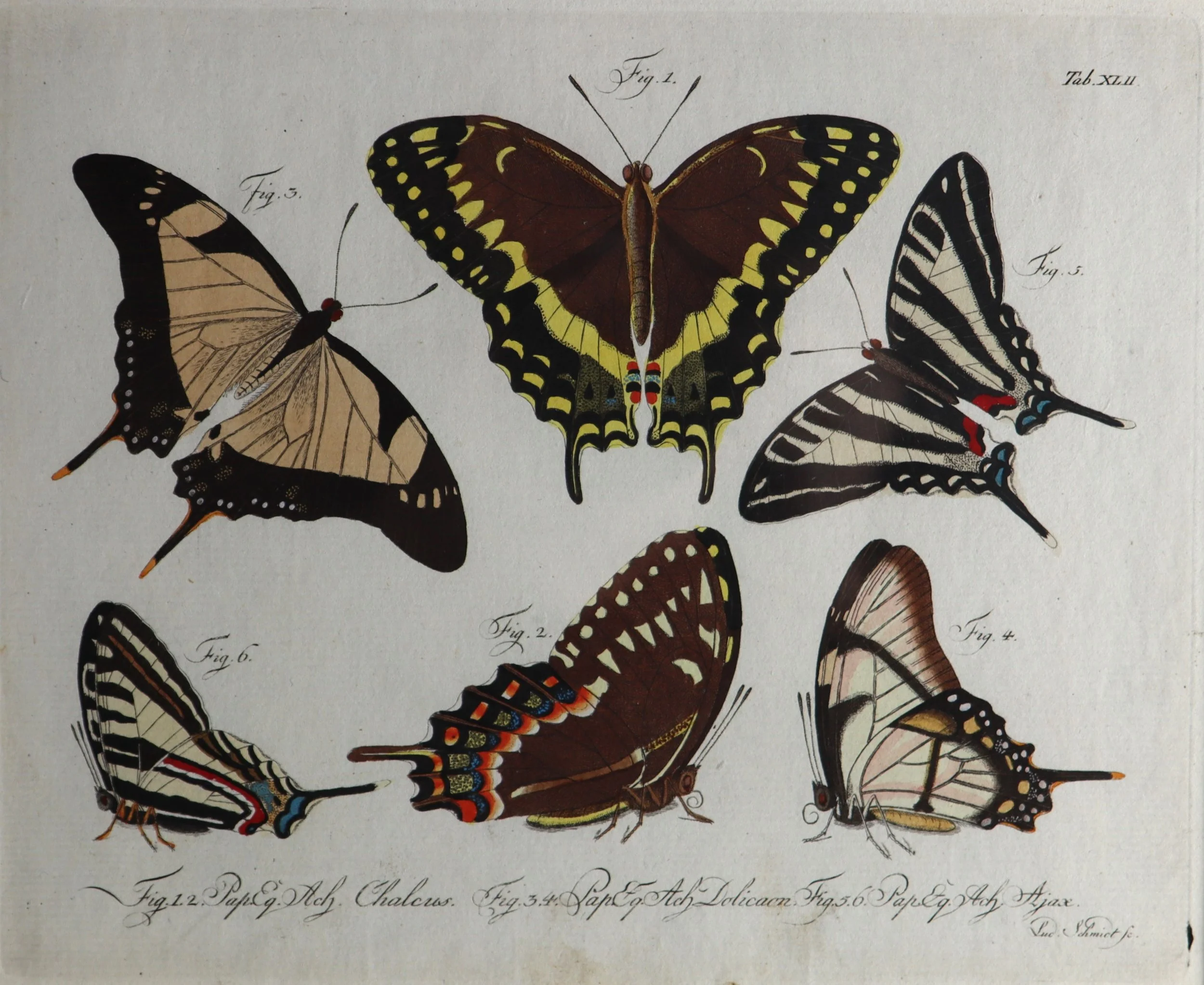 Jablonsky butterfies eight 4.JPG