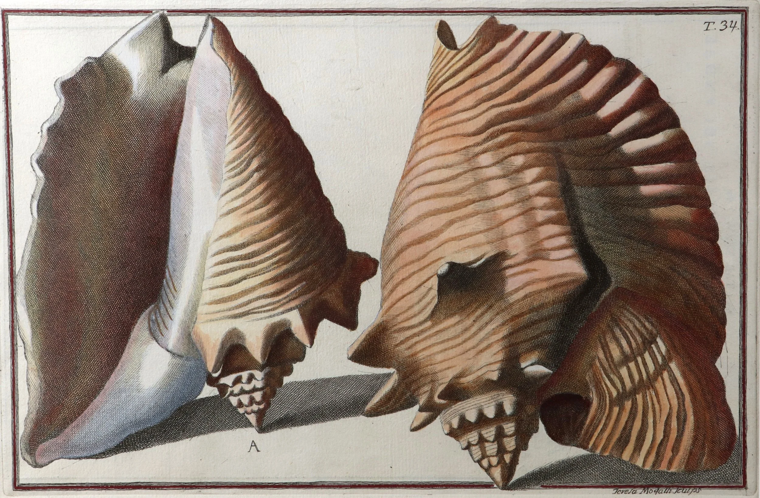 Gualtieri Seashells 3 Pair 2a.JPG