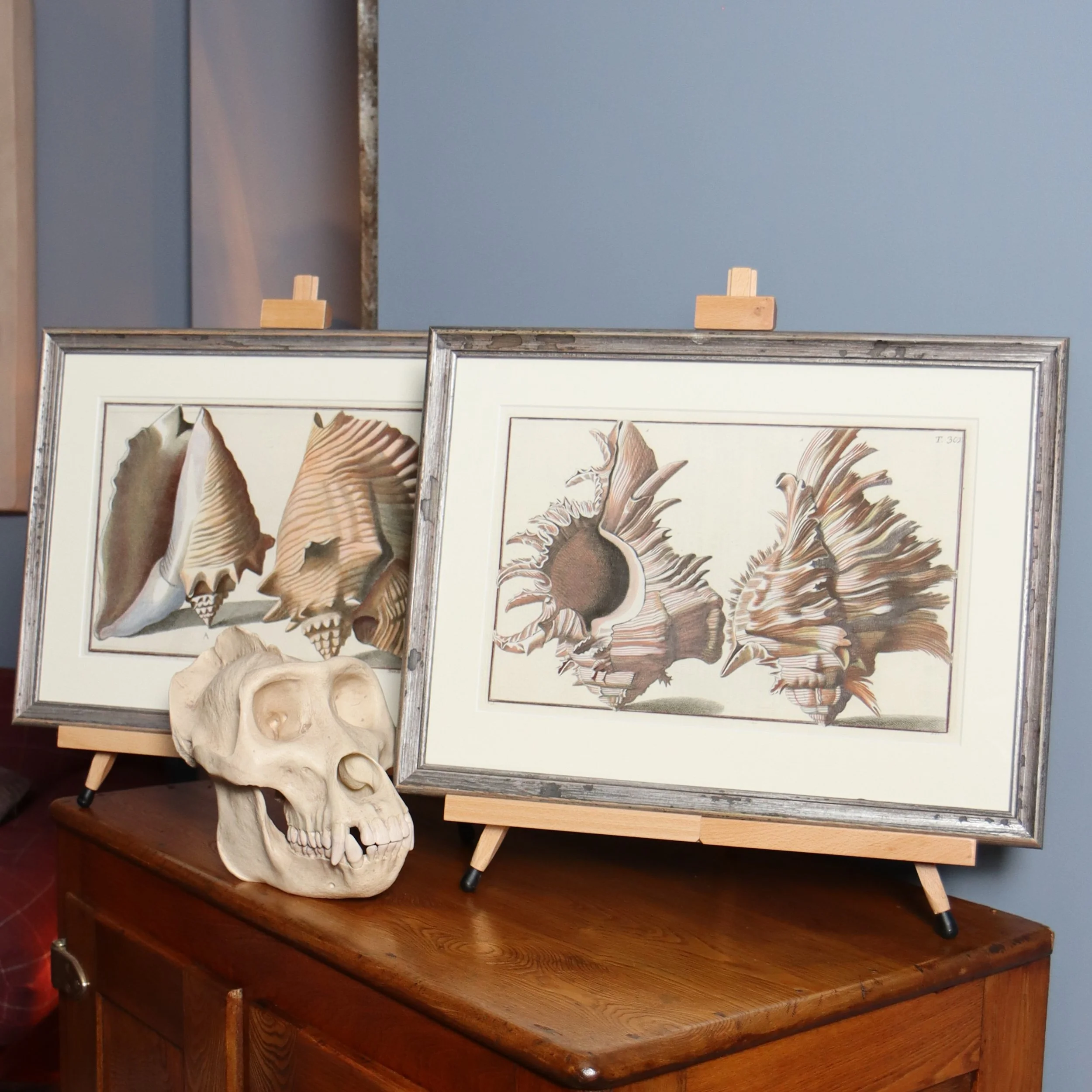 Gualtieri Seashells Square Pair 2.JPG