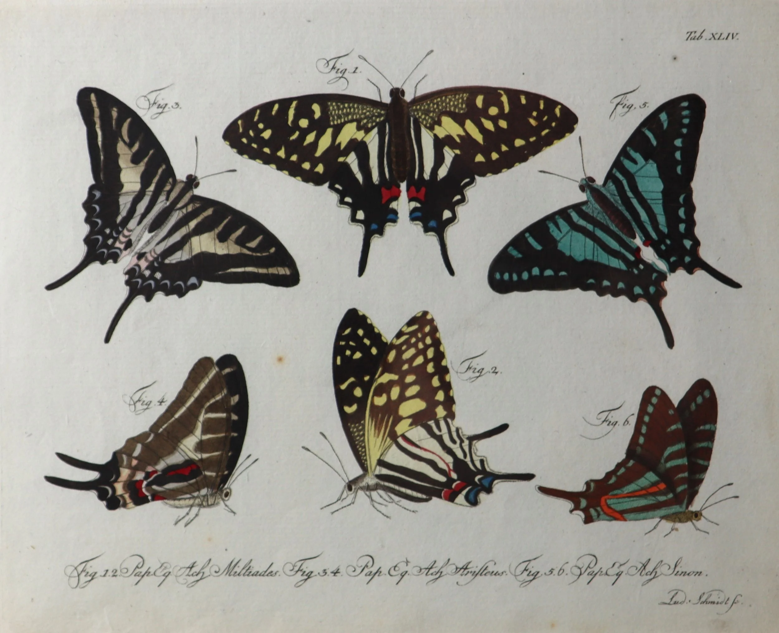 Jablonsky butterfies eight 5.JPG