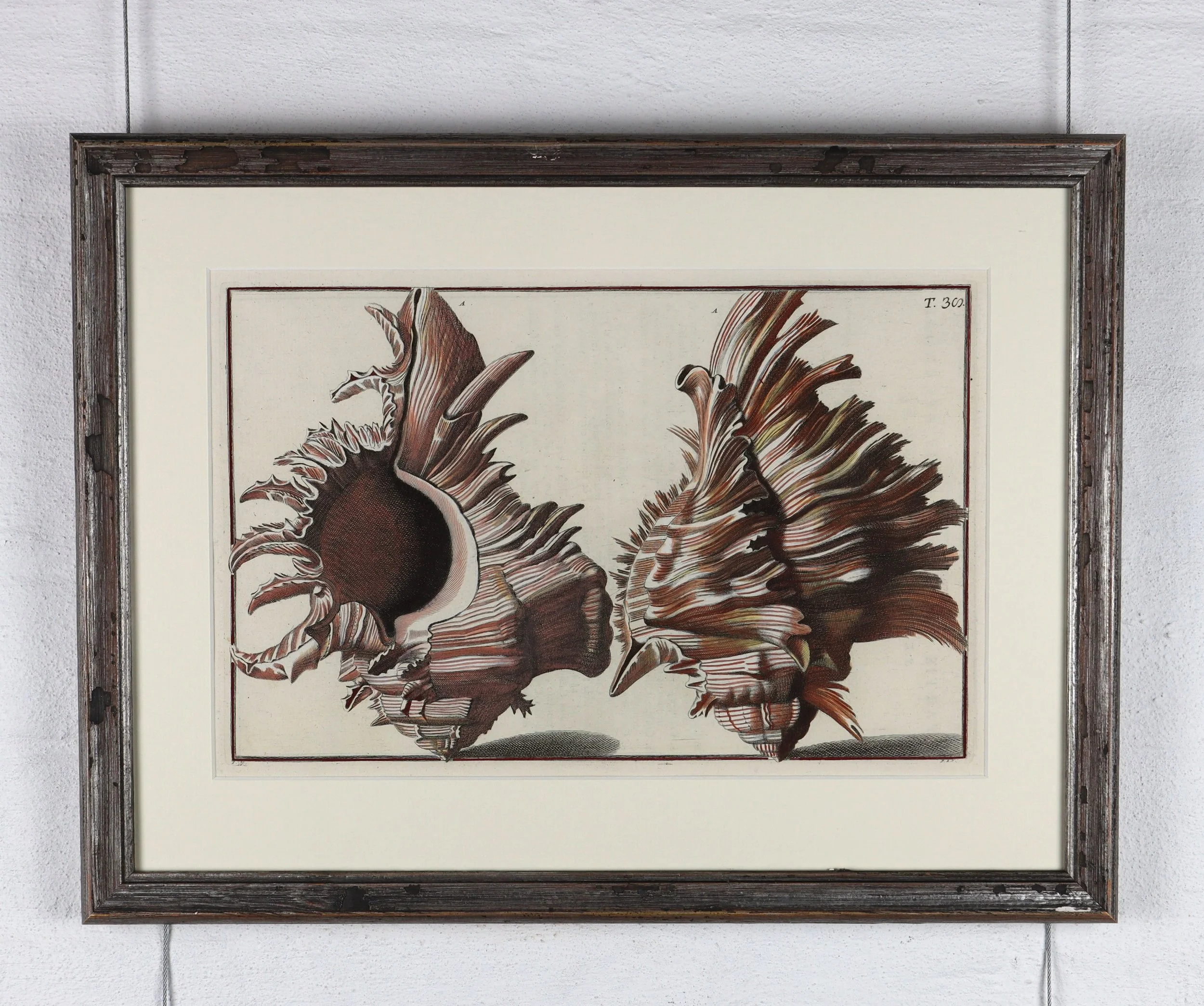 Gualtieri Seashells 4 Framed Pair 2b.JPG