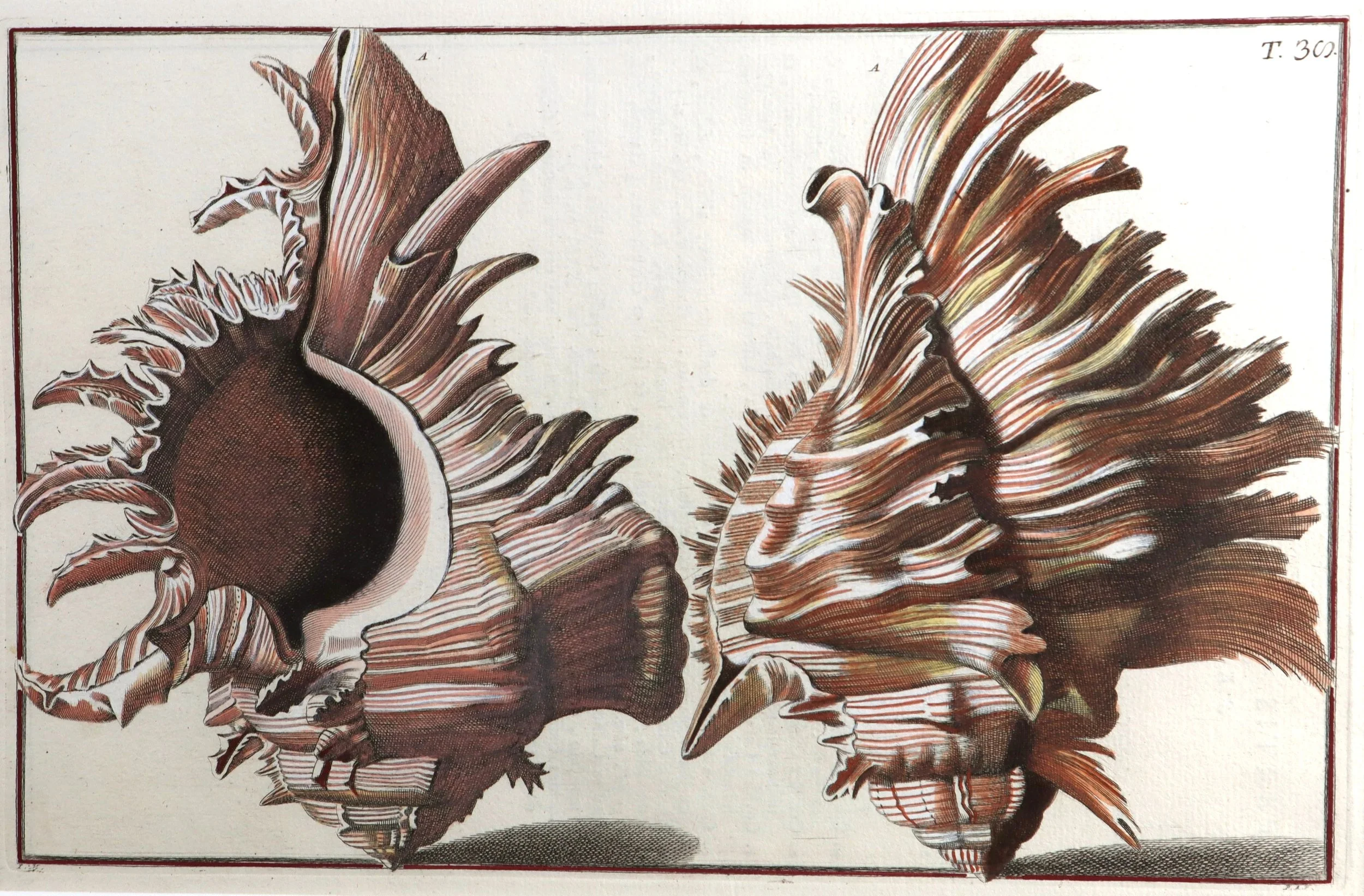 Gualtieri Seashells 4 Pair 2b.JPG