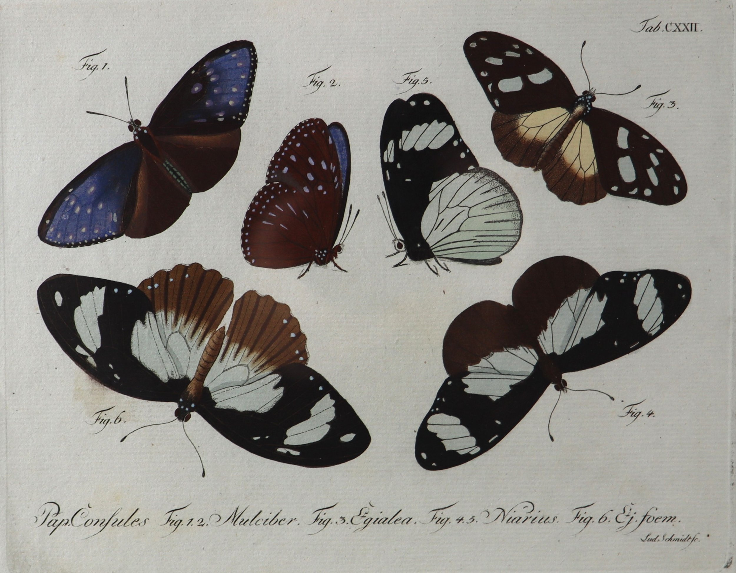 Jablonsky butterfies eight 6.JPG