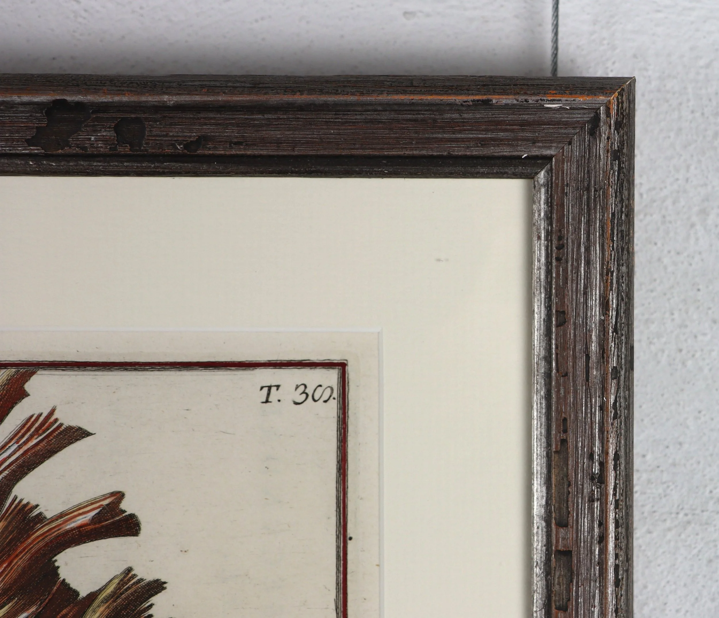 Gualtieri Seashells 4 Detail Pair 2b.JPG