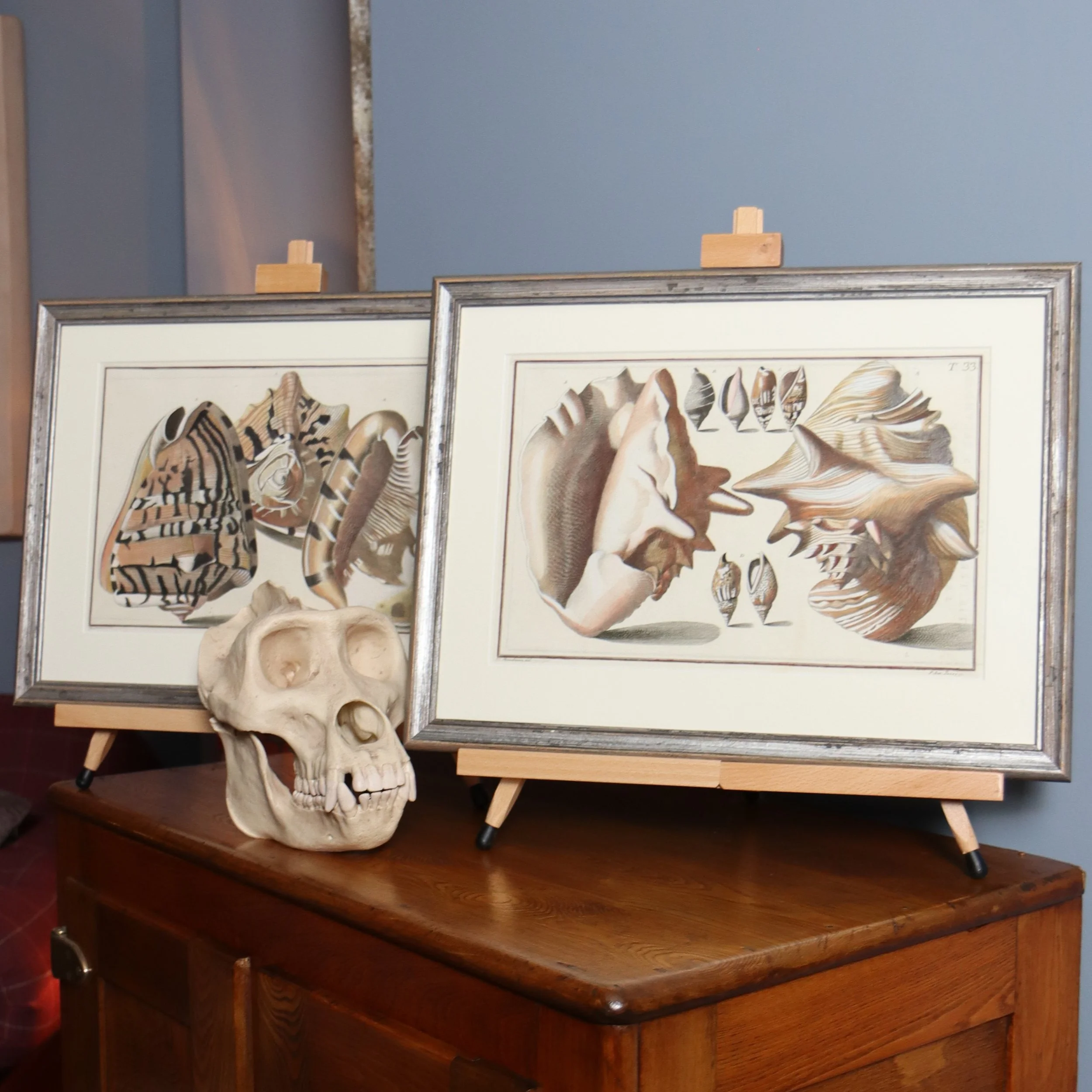 Gualtieri Seashells Square Pair 1.JPG