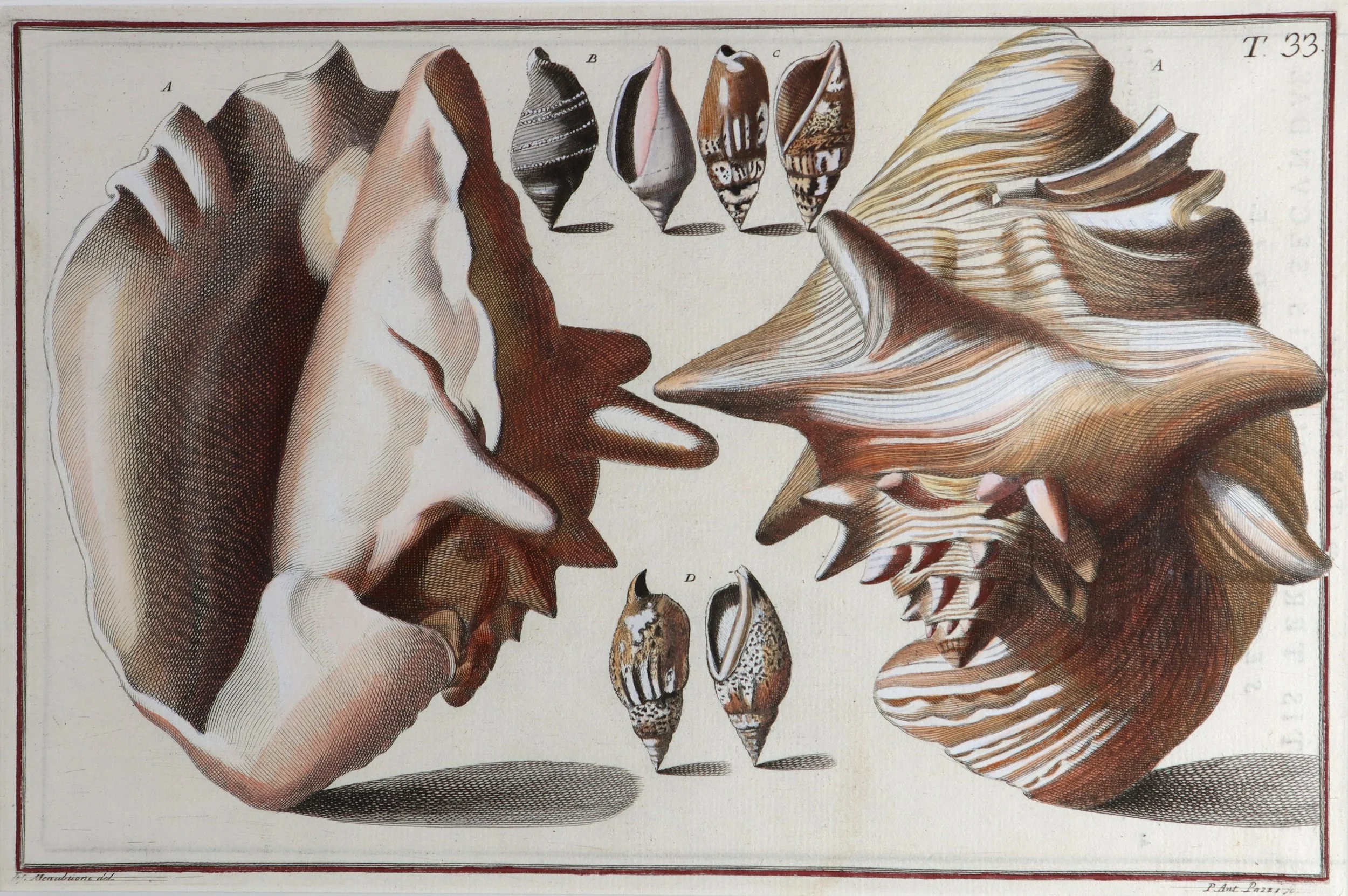 Gualtieri Seashells 2 Pair 1b.JPG