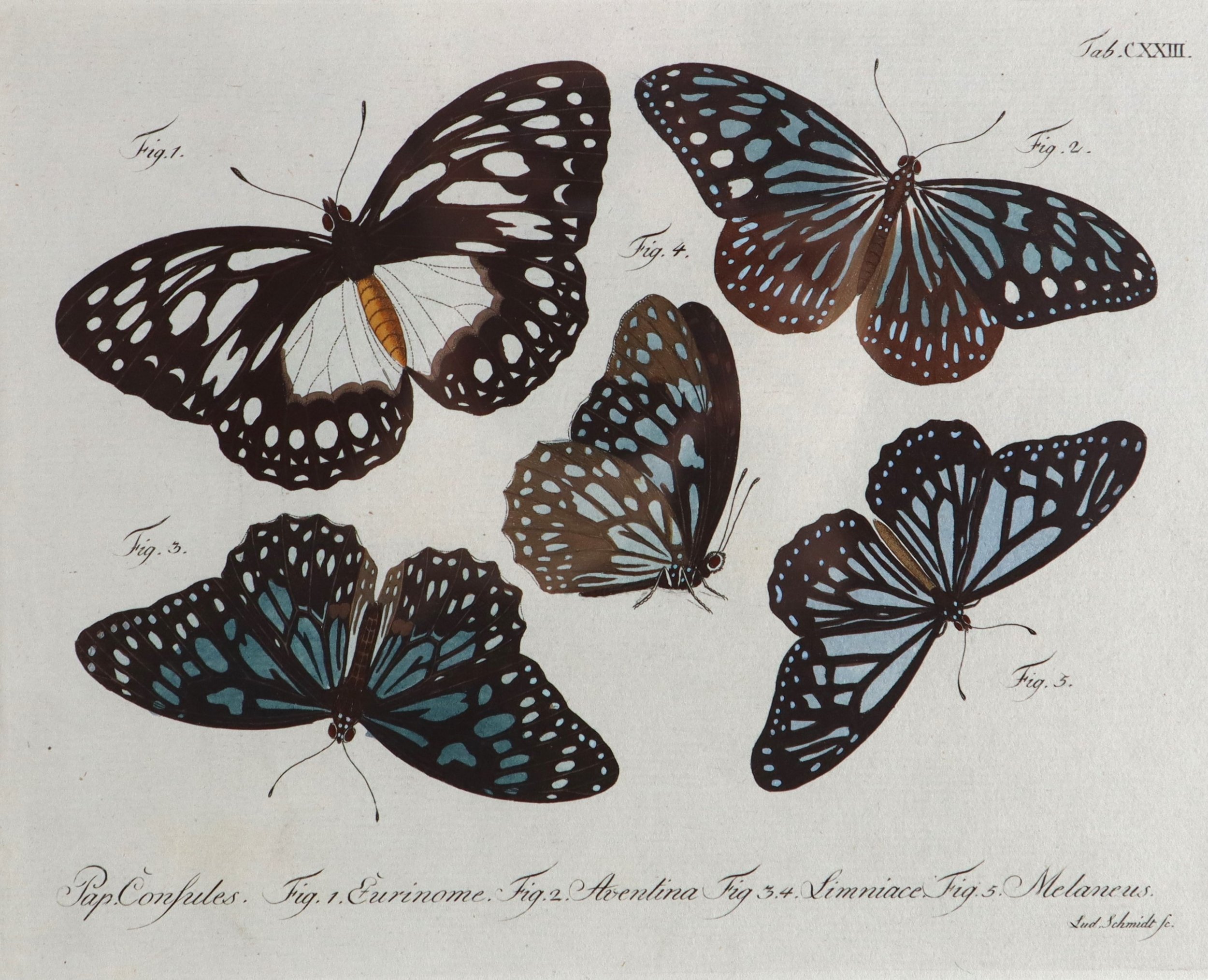 Jablonsky butterfies eight 3.JPG