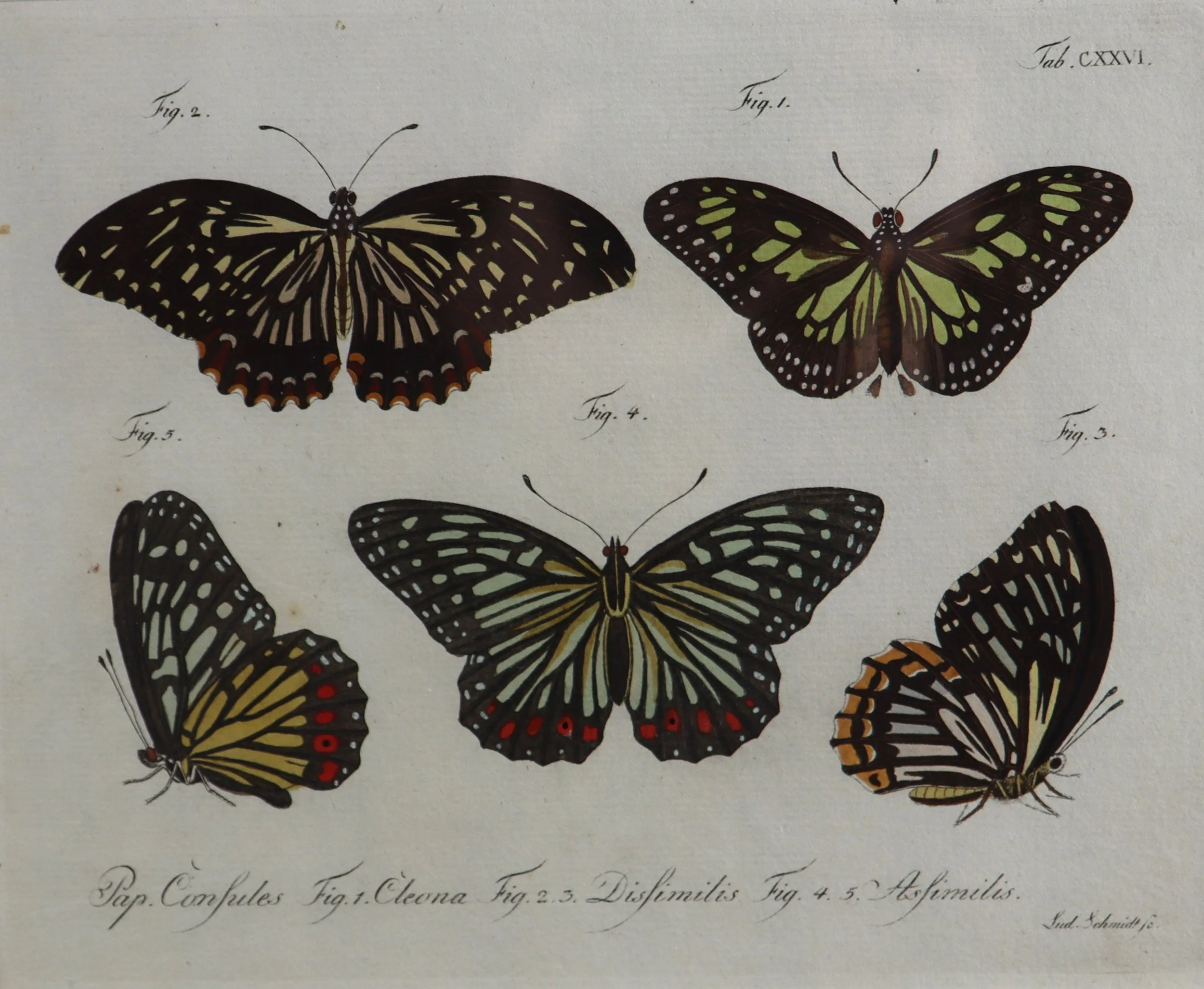 Jablonsky butterfies eight 7.JPG