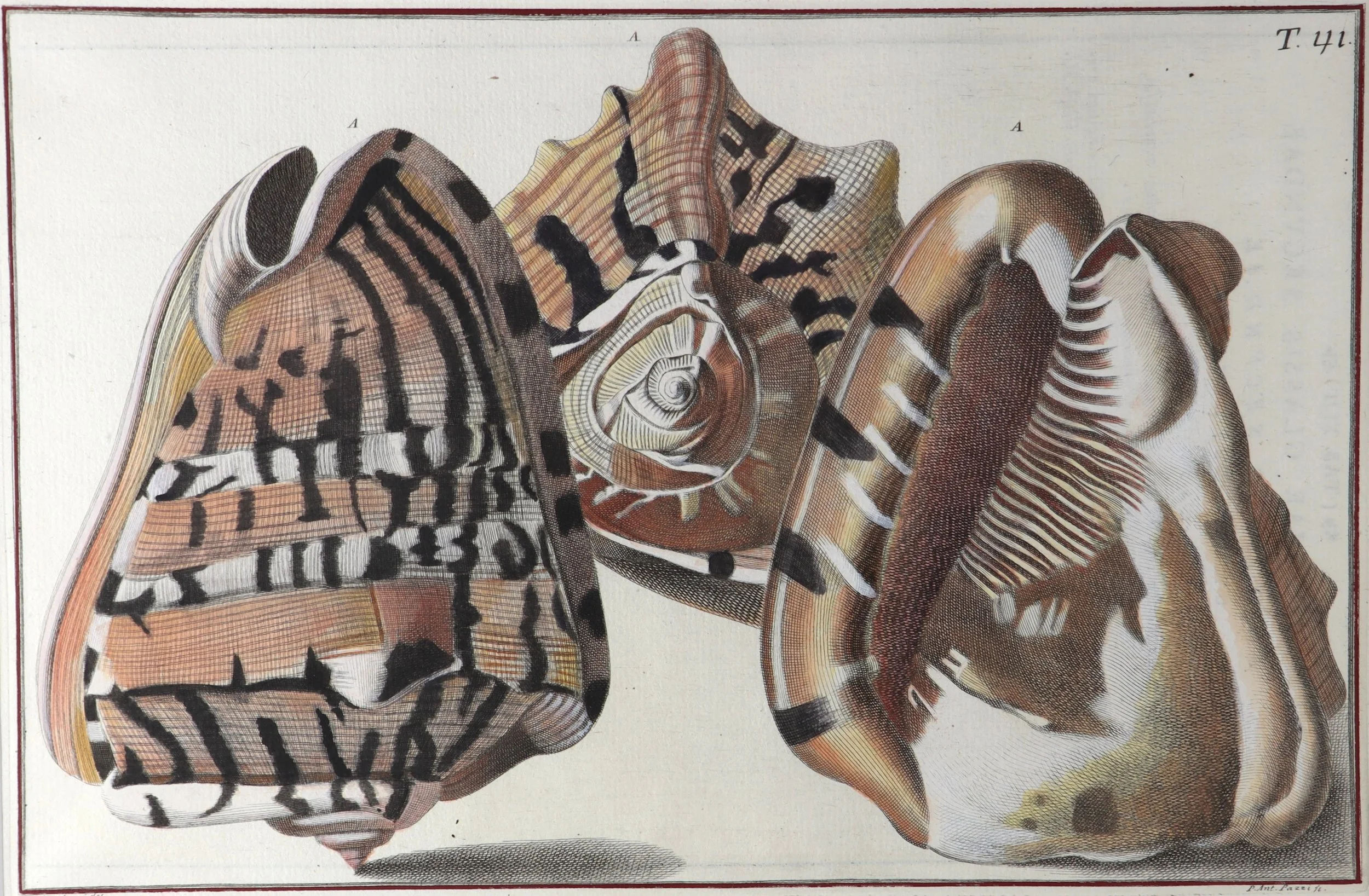 Gualtieri Seashells 1 Pair 1a.JPG