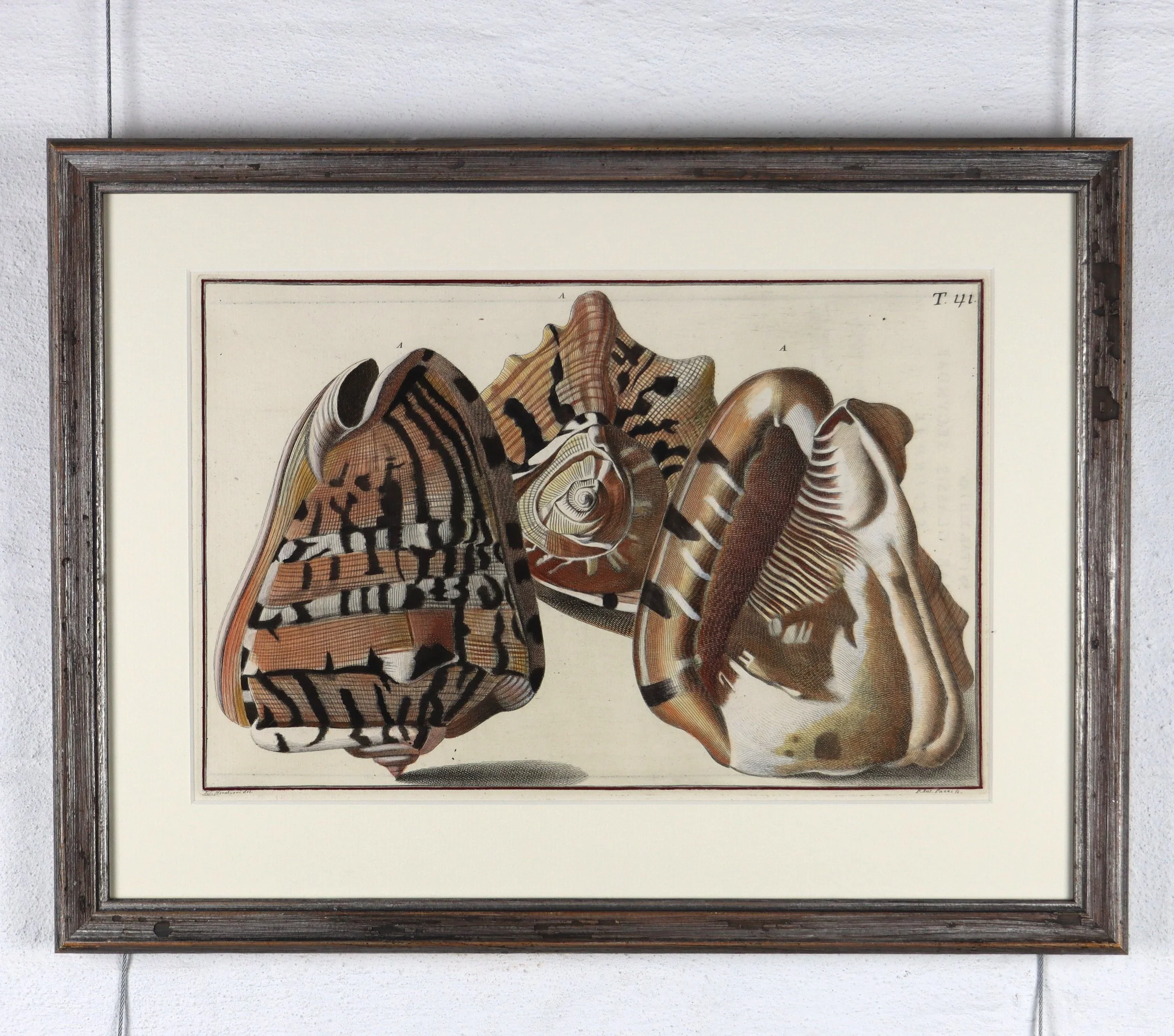 Gualtieri Seashells 1 Framed Pair 1a.JPG