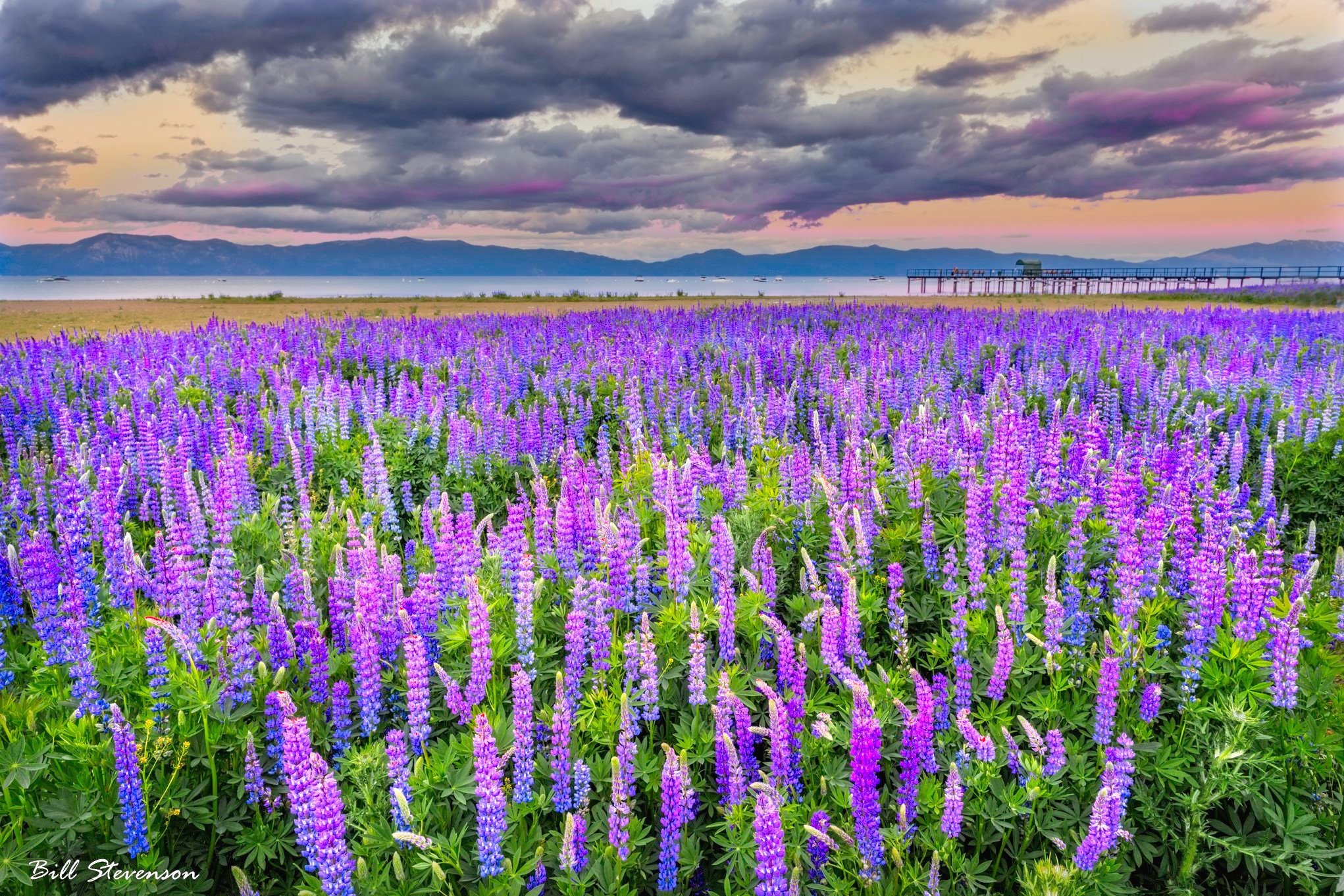 A field of Lupine flowers at Lake Tahoe