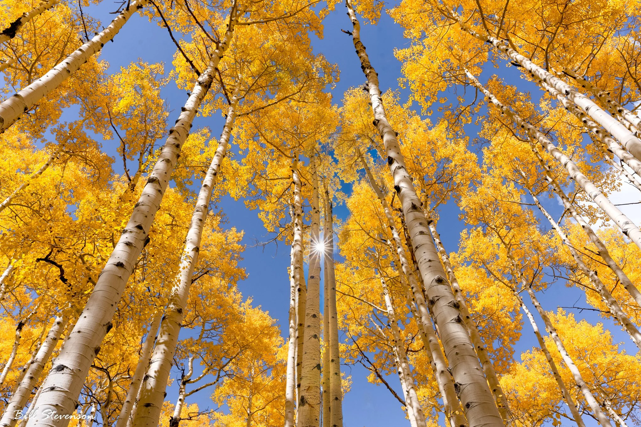 A fine art photo of yellow aspen trees and a sunstar