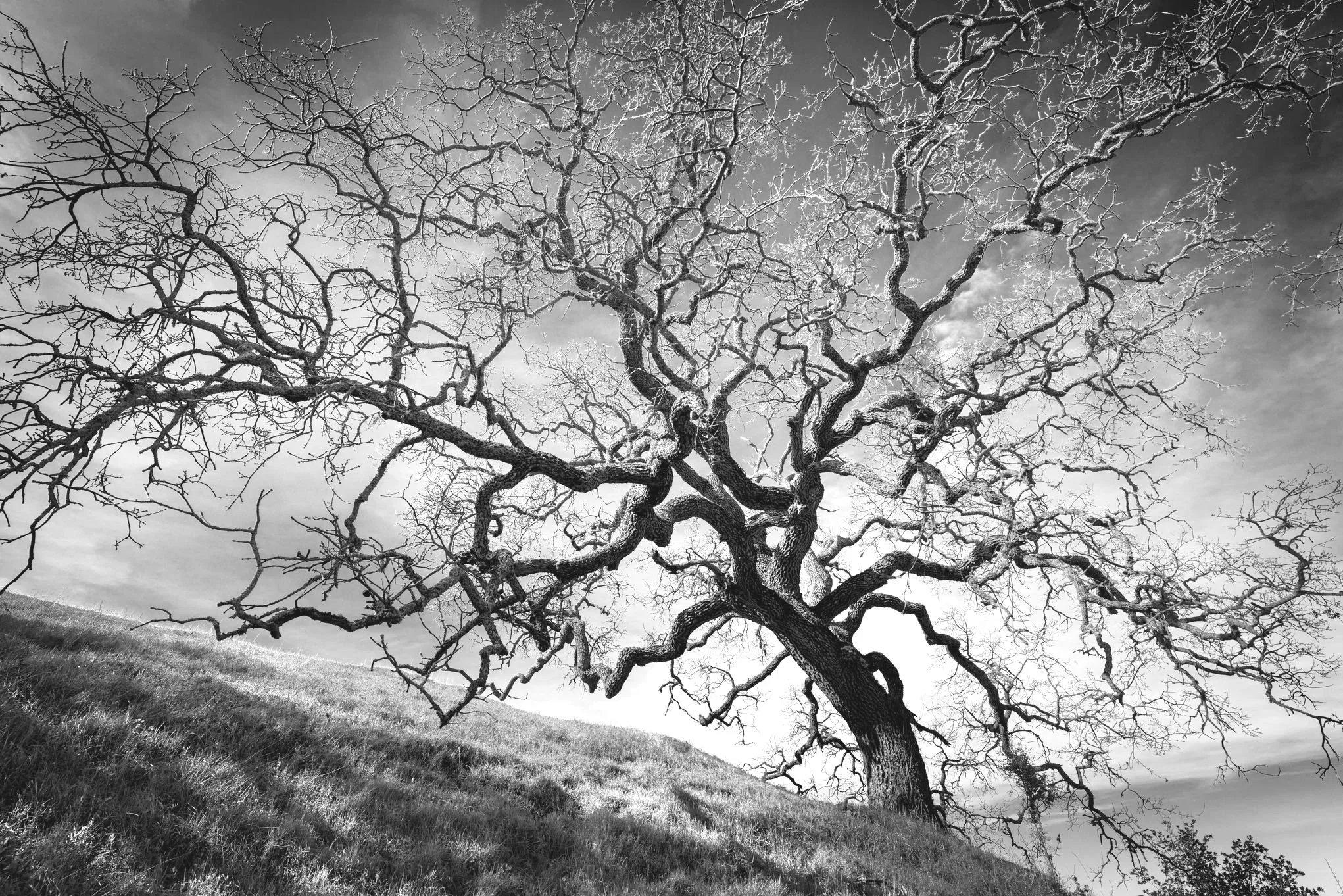 A black and white image of a leafless oak tree