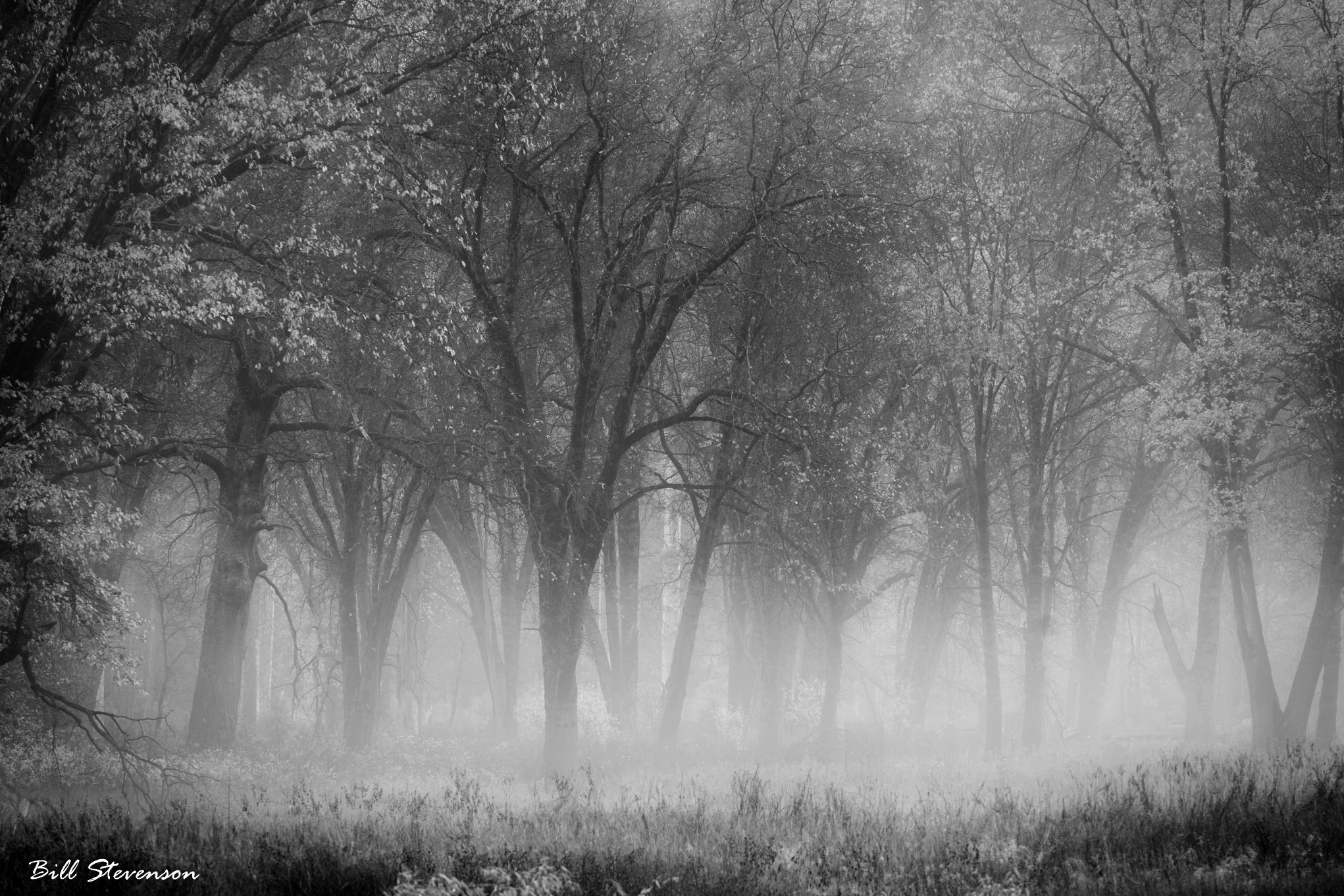 Cloud Forest