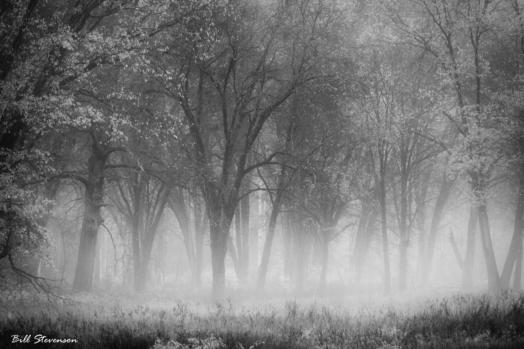 CLOUD+FOREST.jpg