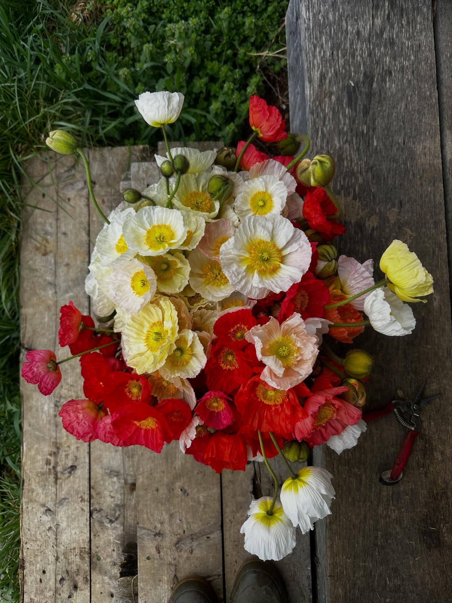 Grabbing your attention with the loveliest Icelandic poppies to wish you a happy (almost) spring! 🌸🌷✨

Our first workshop kicks off on April 4th and our first CSA flower share starts April 8th - sign up for both through the links in our bio 🔗

Ope