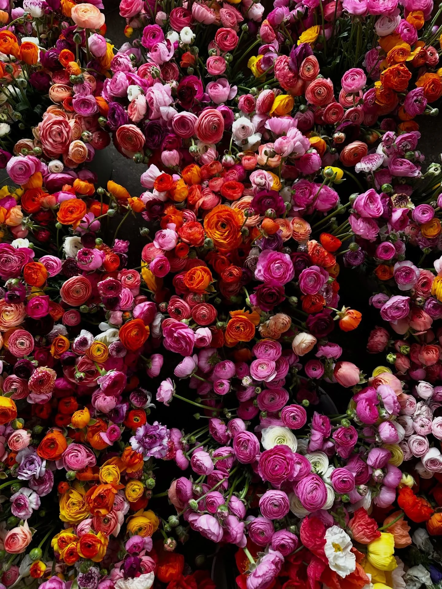 Who is ready for ranunculus season?! It will be here before we know it, y&rsquo;all. This is your sign to go ahead and purchase a CSA flower share! 💐💐💐💐💐

📢 What&rsquo;s a CSA Flower Share? It&rsquo;s a seasonal bouquet subscription. You purcha