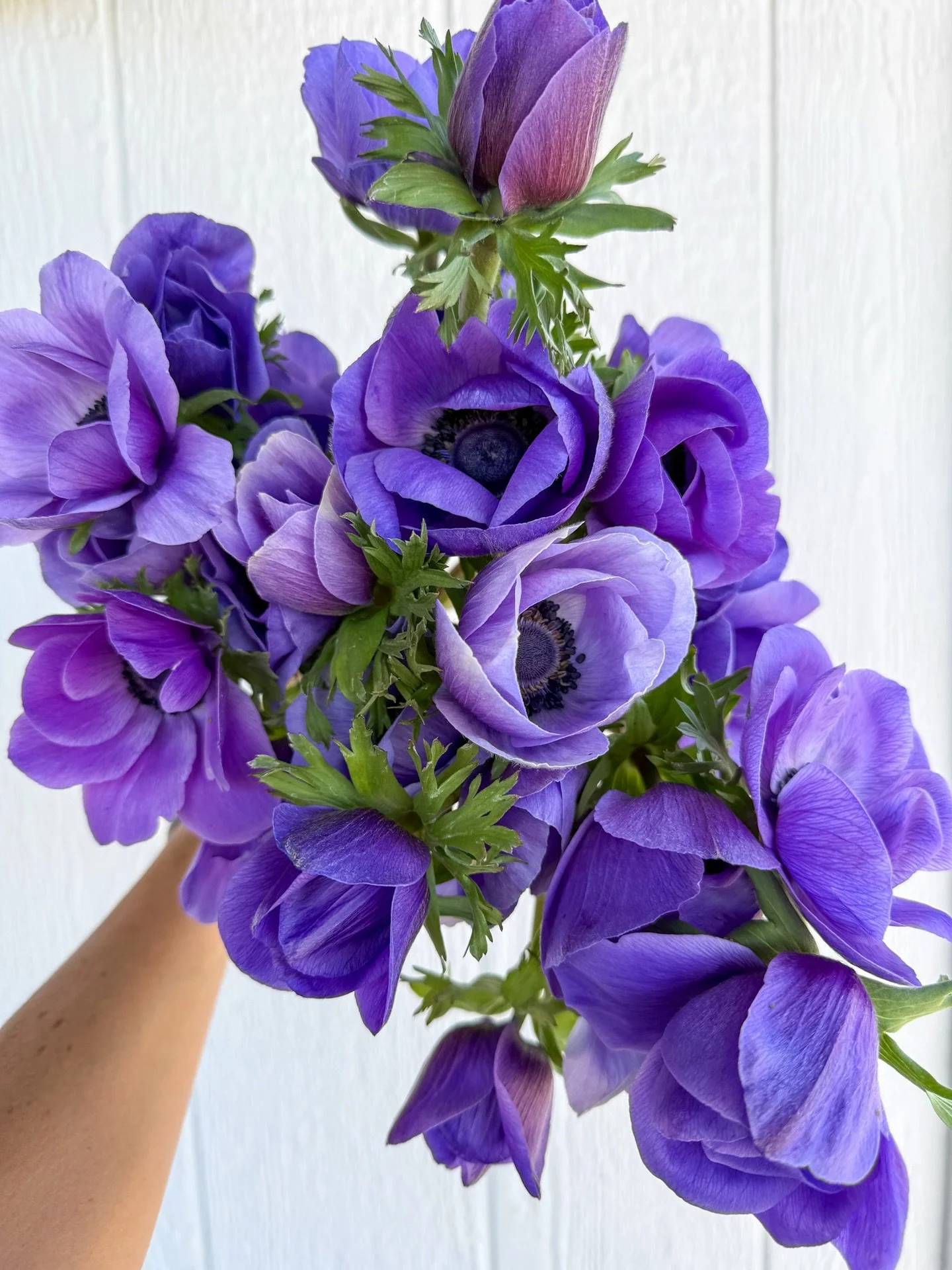Happy Spring, flower friends 🌷🌸

The first of the season is here&mdash;fresh, local blooms are now live on Rooted Farmers! Check out these beautiful anemones and tulips from @yonderyearfarm &amp; @petalandpail 😍

Order now for 4/1 fulfillment thro