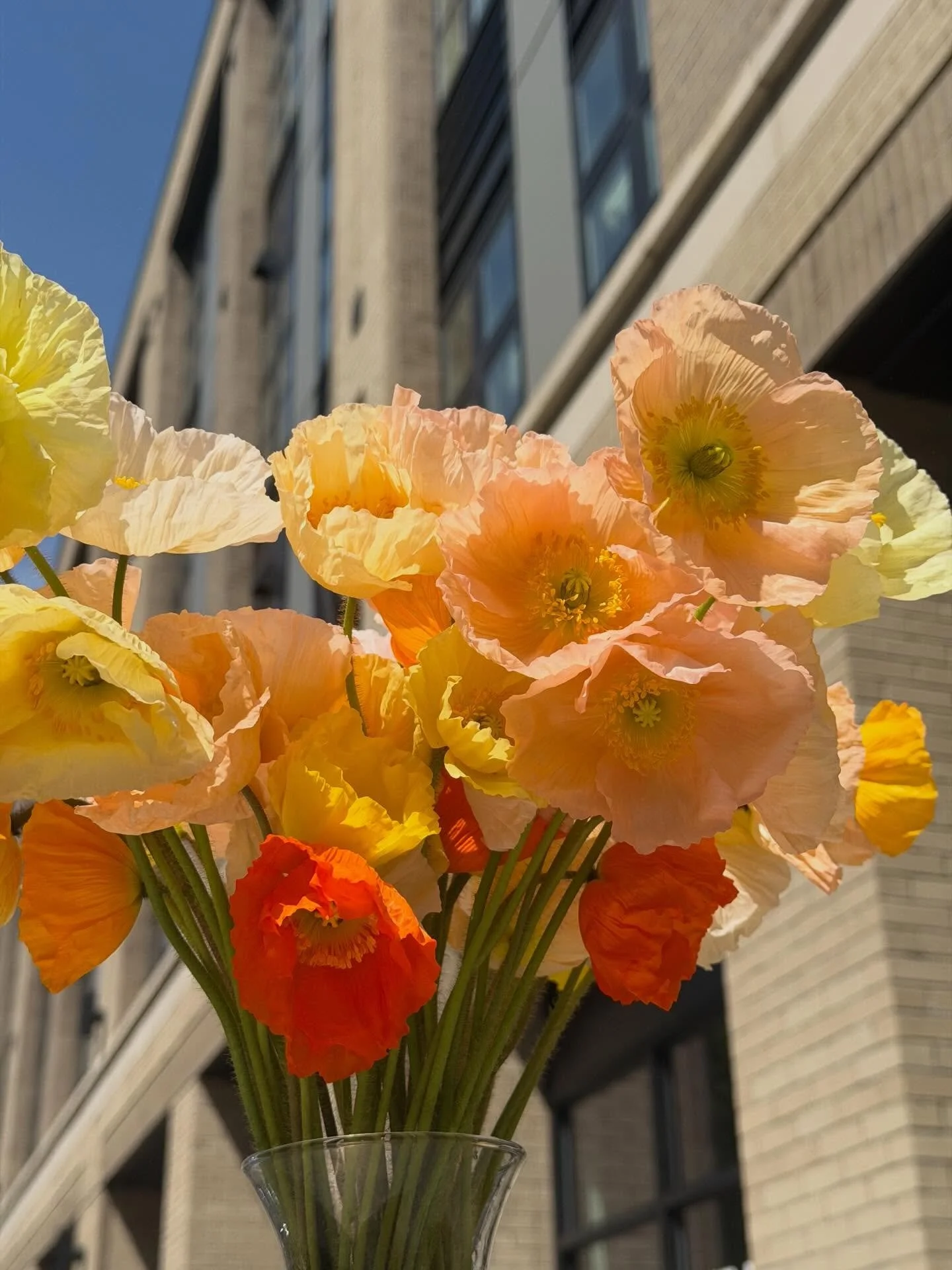 Happy Easter, flower friends 🐣🌷

Just a little reminder to place your orders through @rootedfarmers for the prettiest local blooms (like these @morning_dew_flowers_ poppies 😍) by 11:59pm&mdash;available for 4/8 pickup or delivery, and come see us 