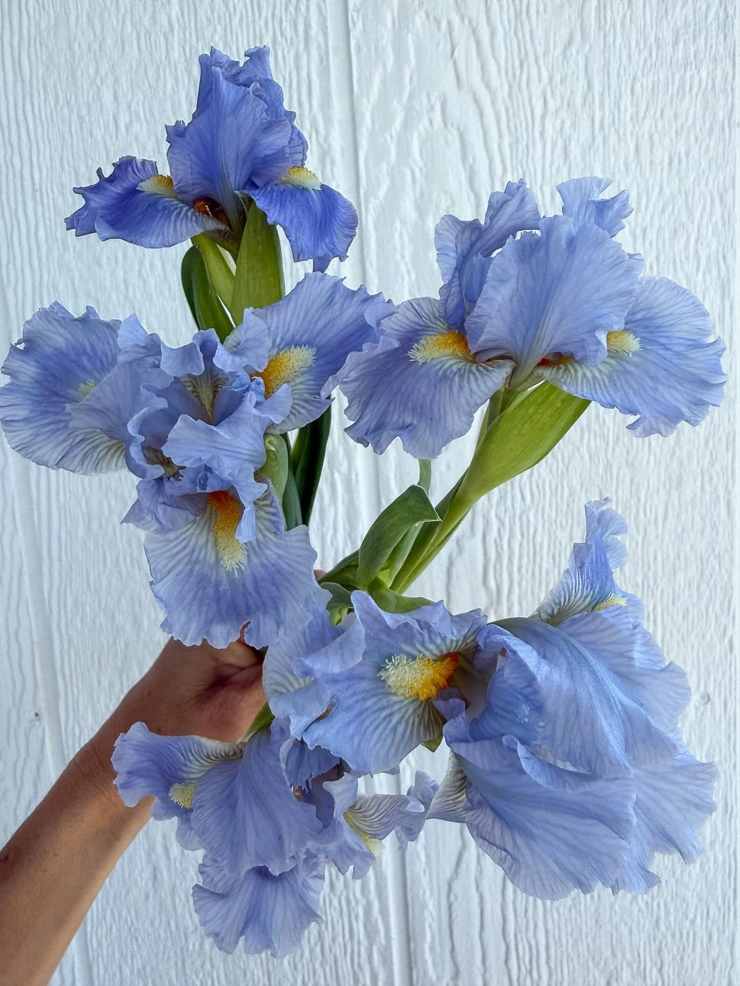 Spring flowers are the best flowers&mdash;we said it 🤭 NEW listings are live on Rooted Farmers. Place your order by 11:59 pm Sunday through the link in our bio for 4/15 pickup or delivery 🌷🌸

Need flowers sooner??? Our shop is STOCKED with spring 