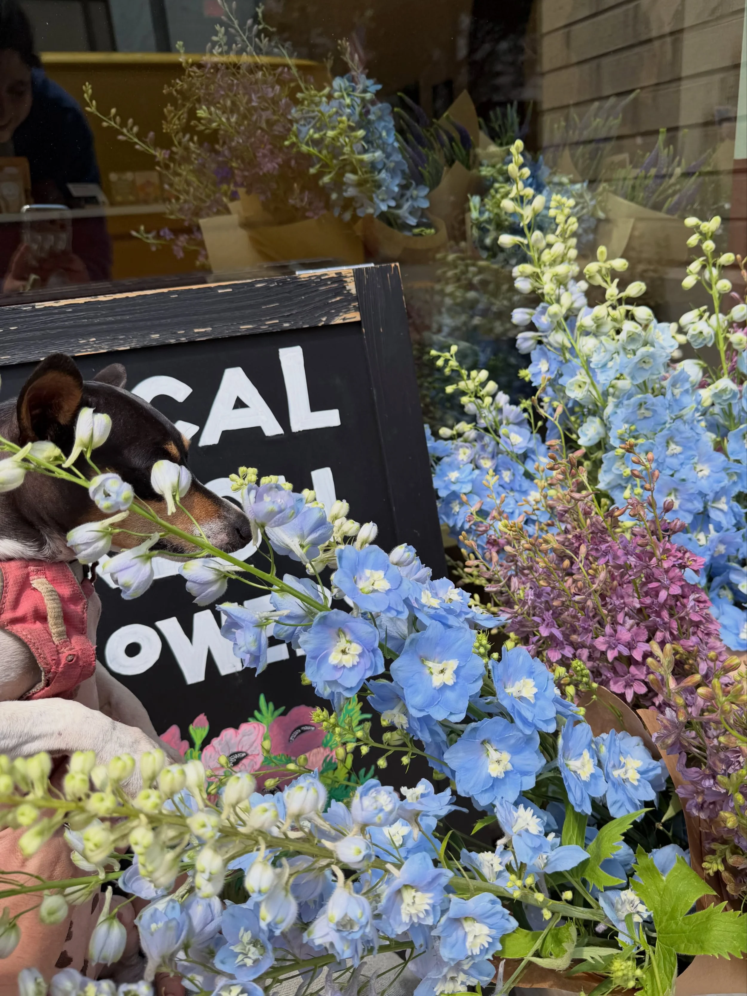 @tuesdaytheteddy stopped by to smell the flowers and dropped off some @lazypiggfarm yarrow for us 😍

We&rsquo;re fully stocked with tons of late spring and early summer bunches and bouquets for all you flower lovers. Everything is looking especially