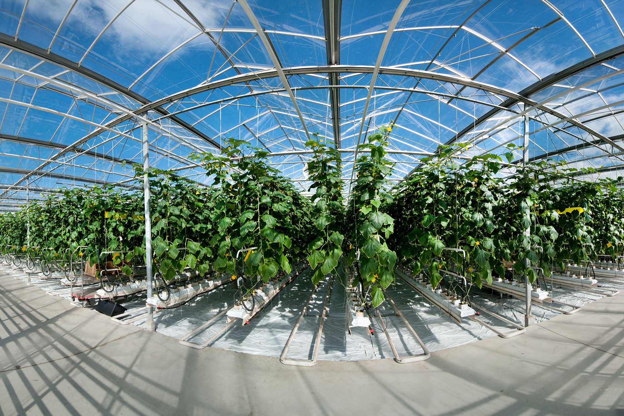 Glastuinbouw-kas-met-planten.jpg