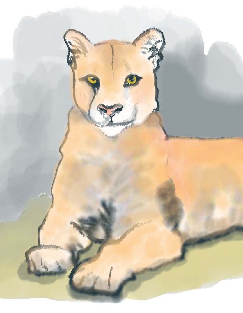 Meeting My Mountain Lion