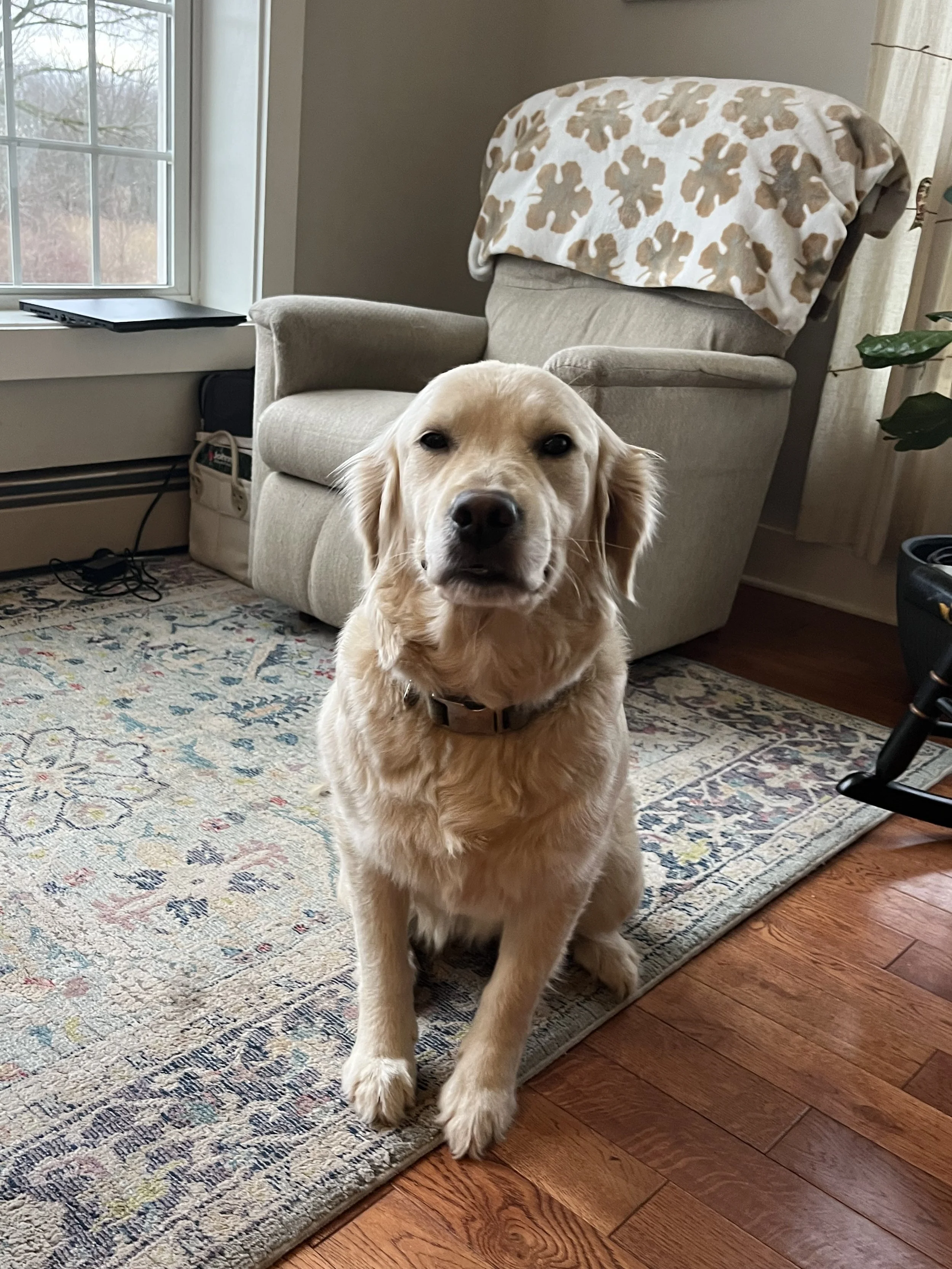 What are English Cream Golden Retrievers and where did they come from