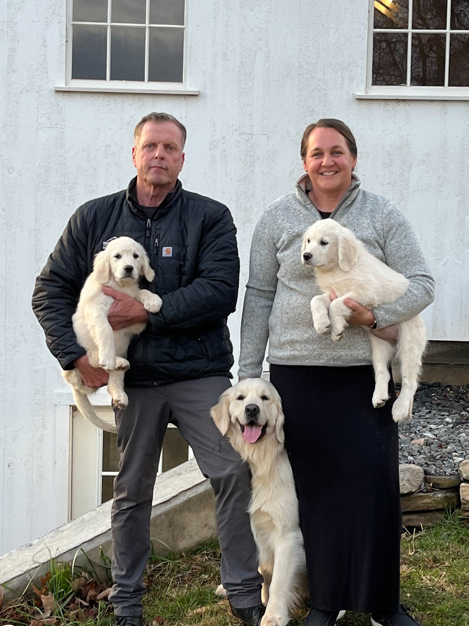 All About Bailey Joe - Our Golden Retriever Breeder — Meadow Brook Goldens