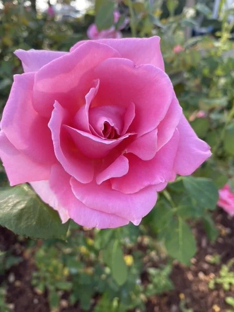 image14.jpeg