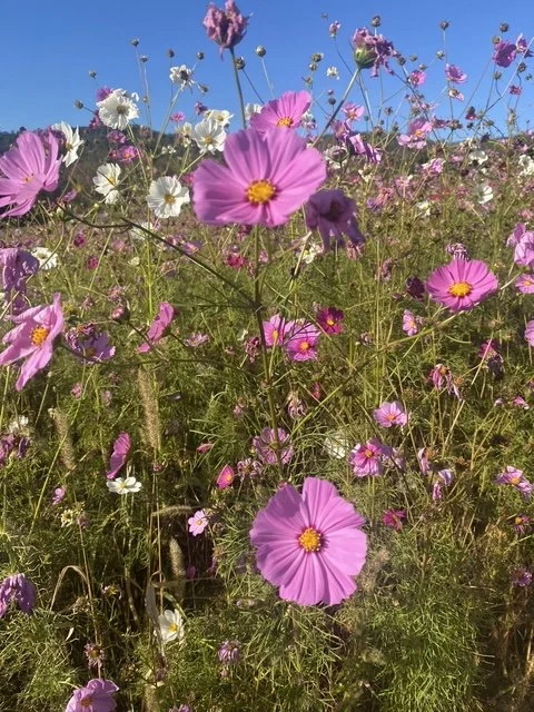 image36.jpeg