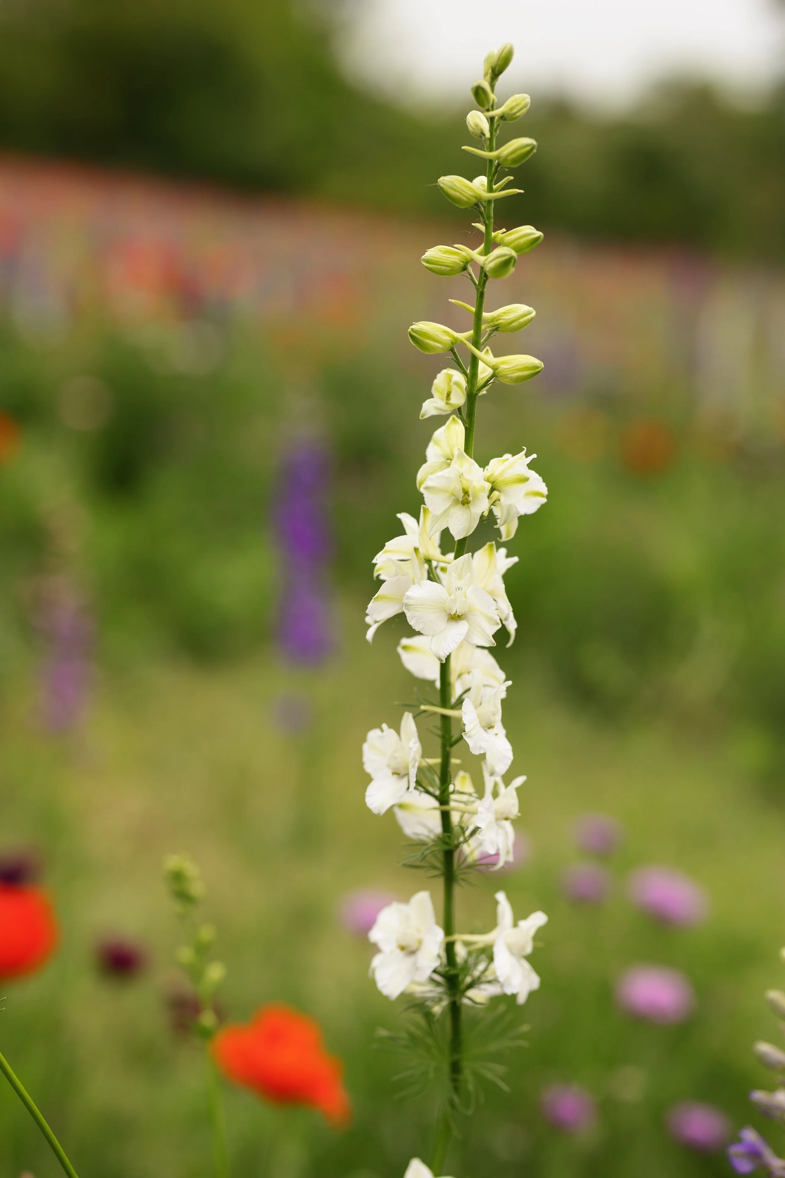 wildflowers0205.jpg