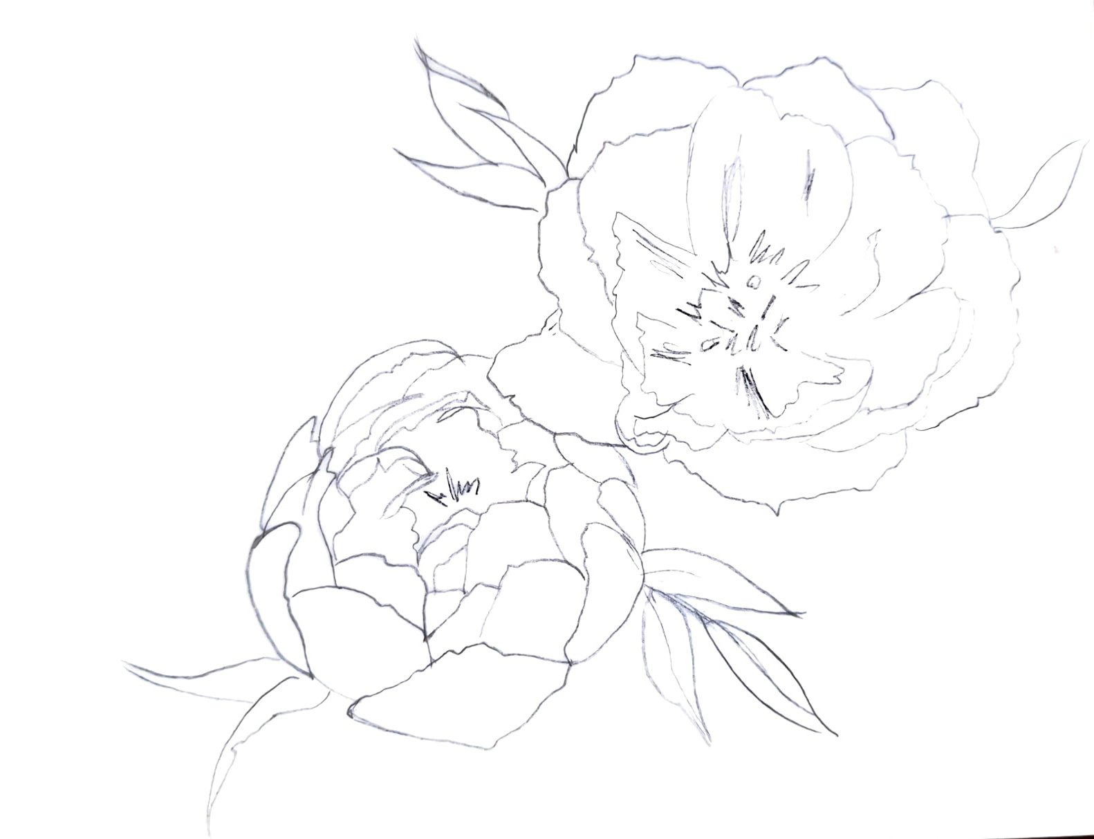 peony sketch.jpg