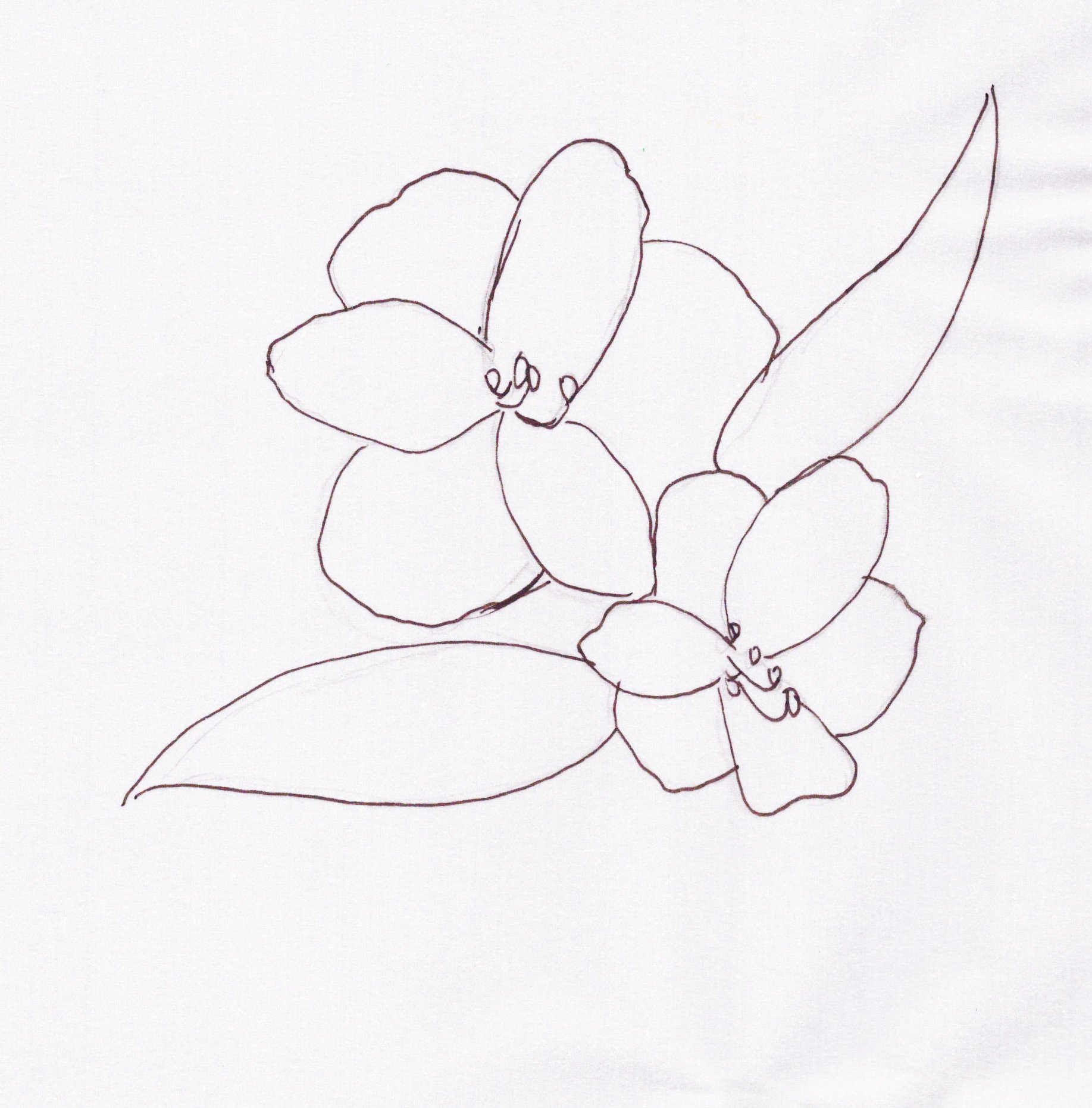 Lily of the Incas Sketch