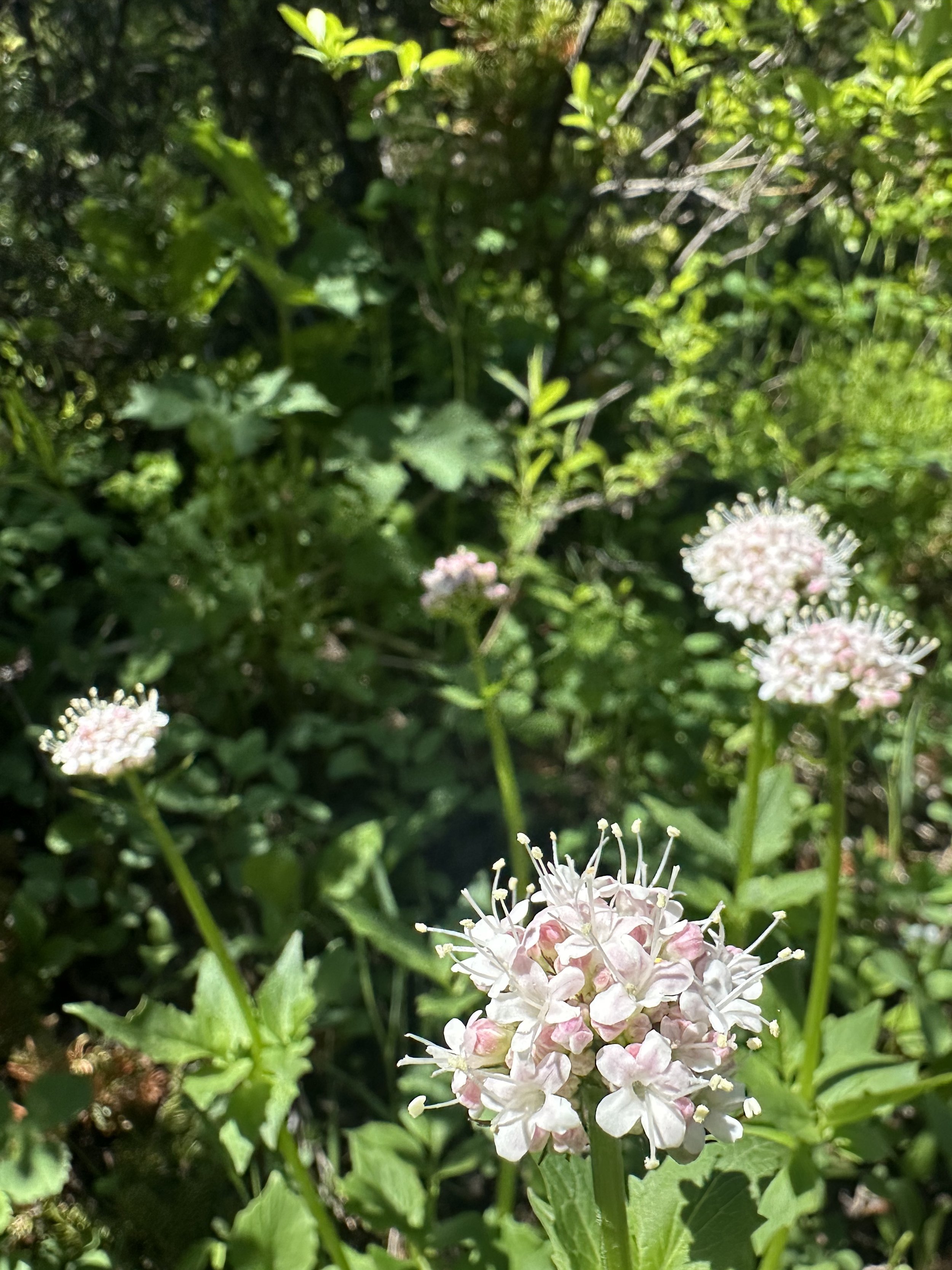 IMG_2193.jpeg
