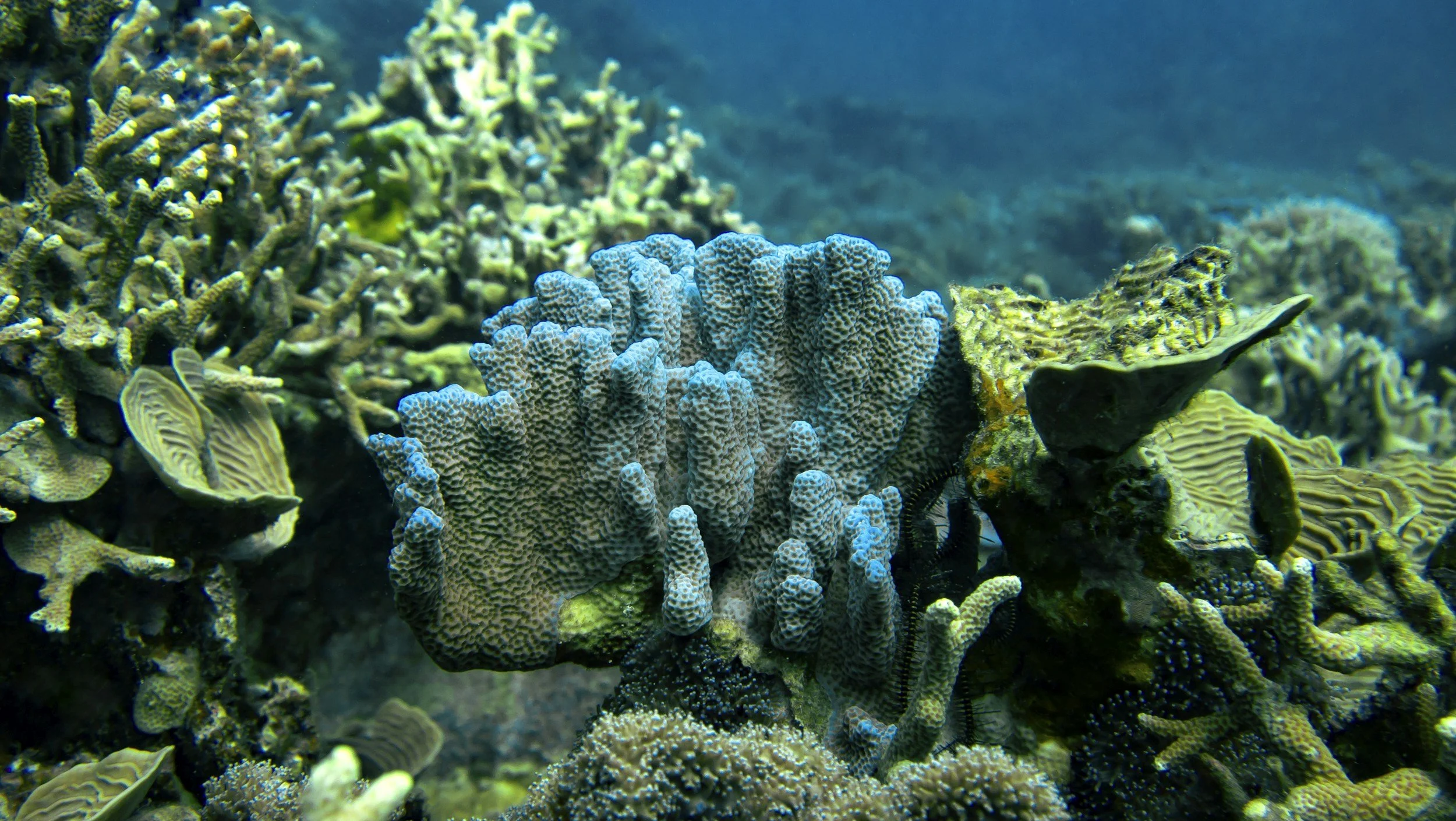 What Living Ecosystems Can Teach Us About Design