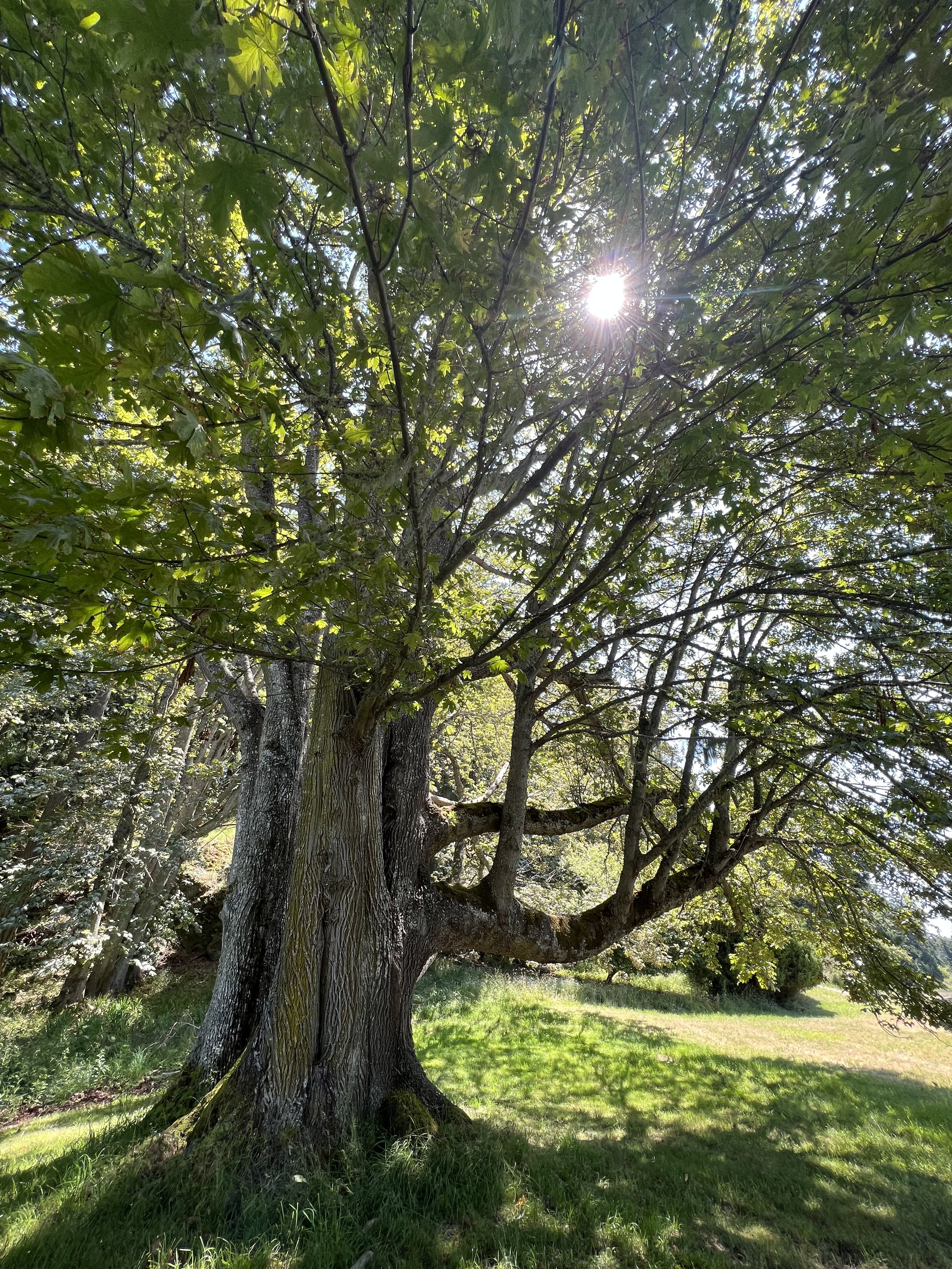 earth-oak-tree.jpeg