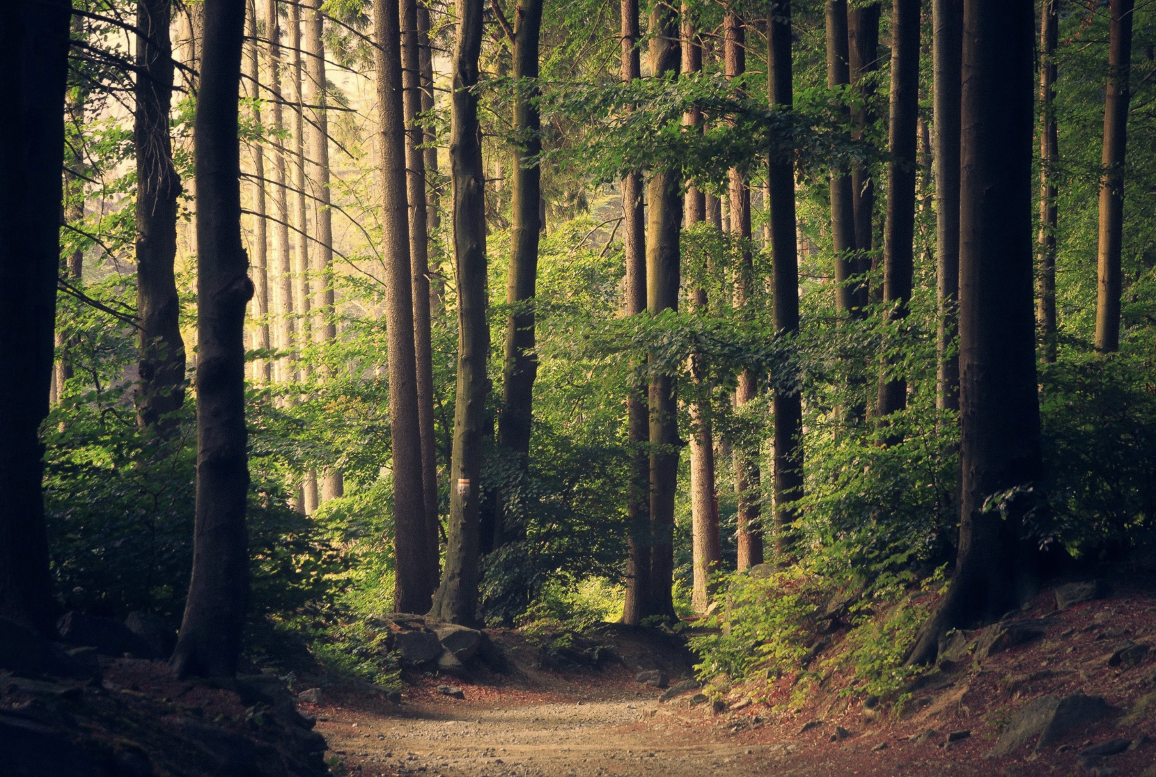 Elemental Allies: Weaving the Soul’s Wisdom
